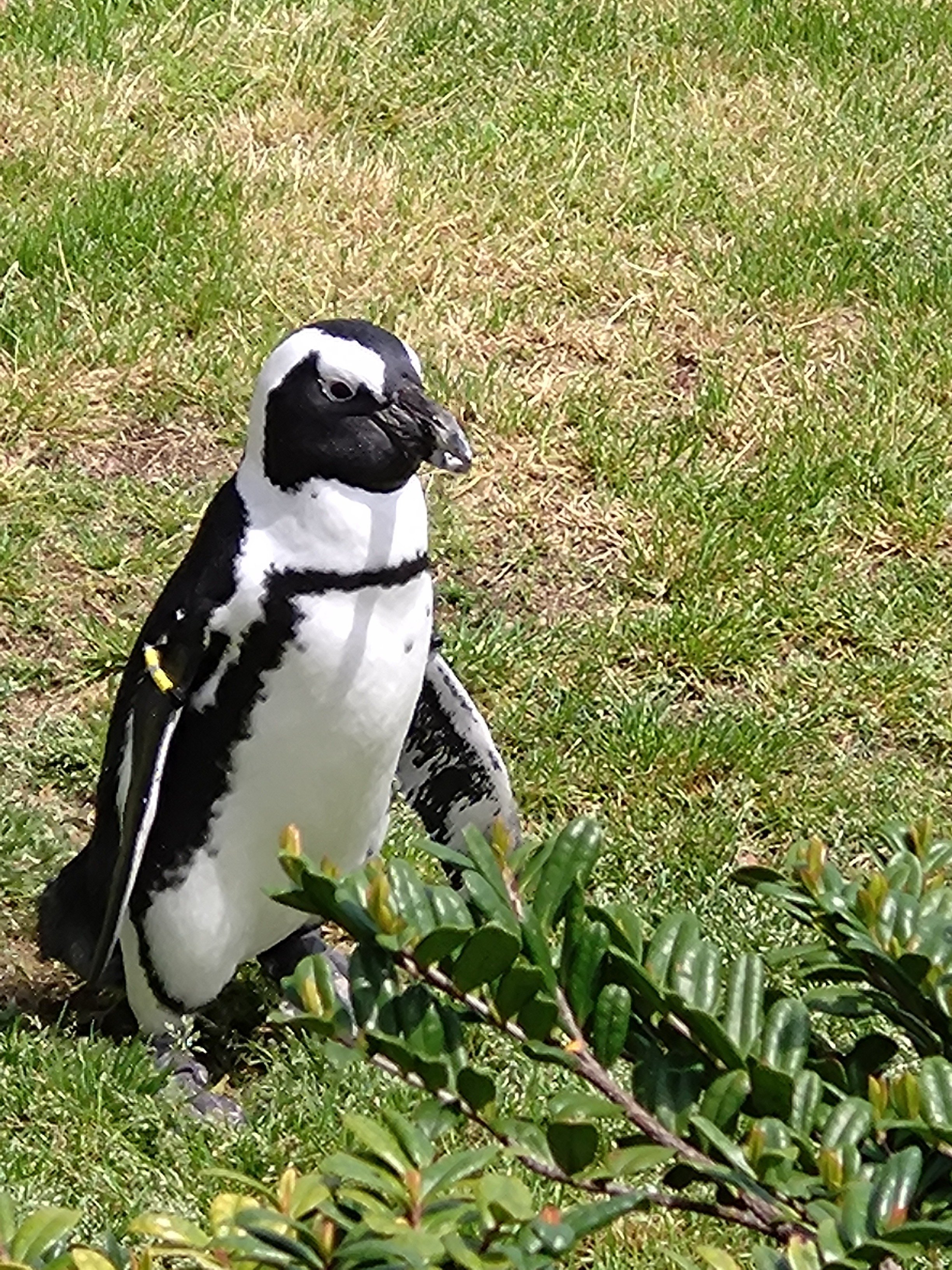 【最終値下げ】おでかけ小ザメ マリンワールド コラボ セット まとめ売り コンプ 大変お待たせしました✨ 子ザメちゃんグッズ 明日25日より店頭で販売
