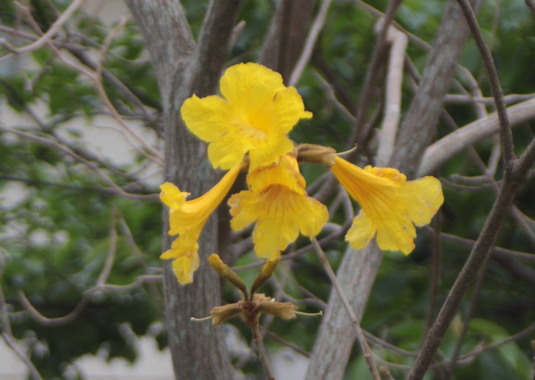 コガネノウゼン｜あおはくたき