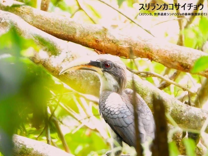 コノハチョウ（1オス、スリランカ産） コノハチョウ（1オス、スリランカ産） コノハチョウ（1オス
