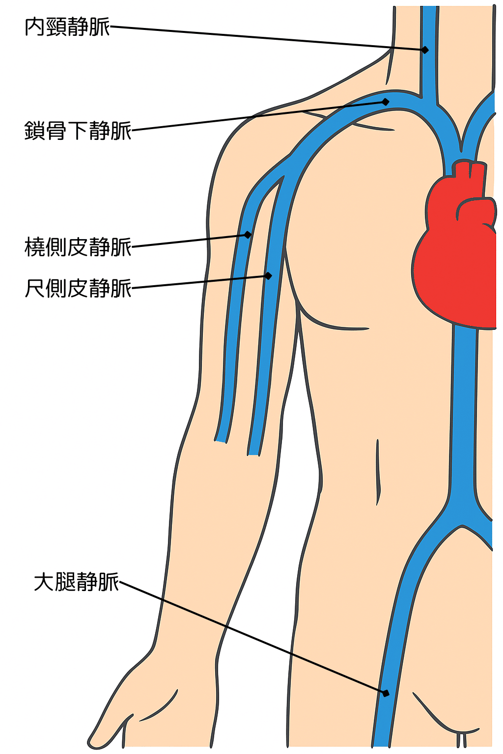 カテーテル時代に知っておきたい 新しい心血行動態入門 いちから学びたい人にDr… カテーテル時代に知っておきたい 新しい心血行動態入門: いち