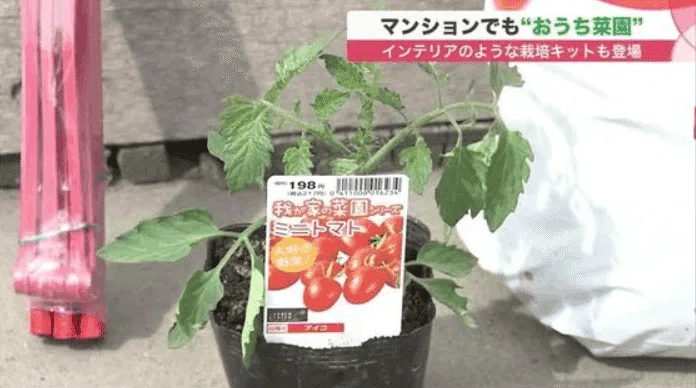 育ててみた】甲子園の土で野菜はできるのか？｜まるやま