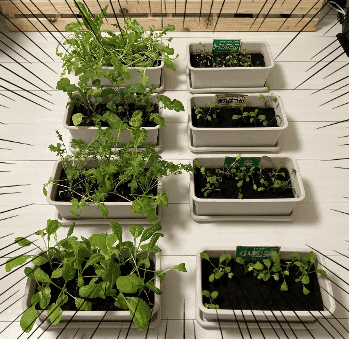 育ててみた】甲子園の土で野菜はできるのか？｜まるやま