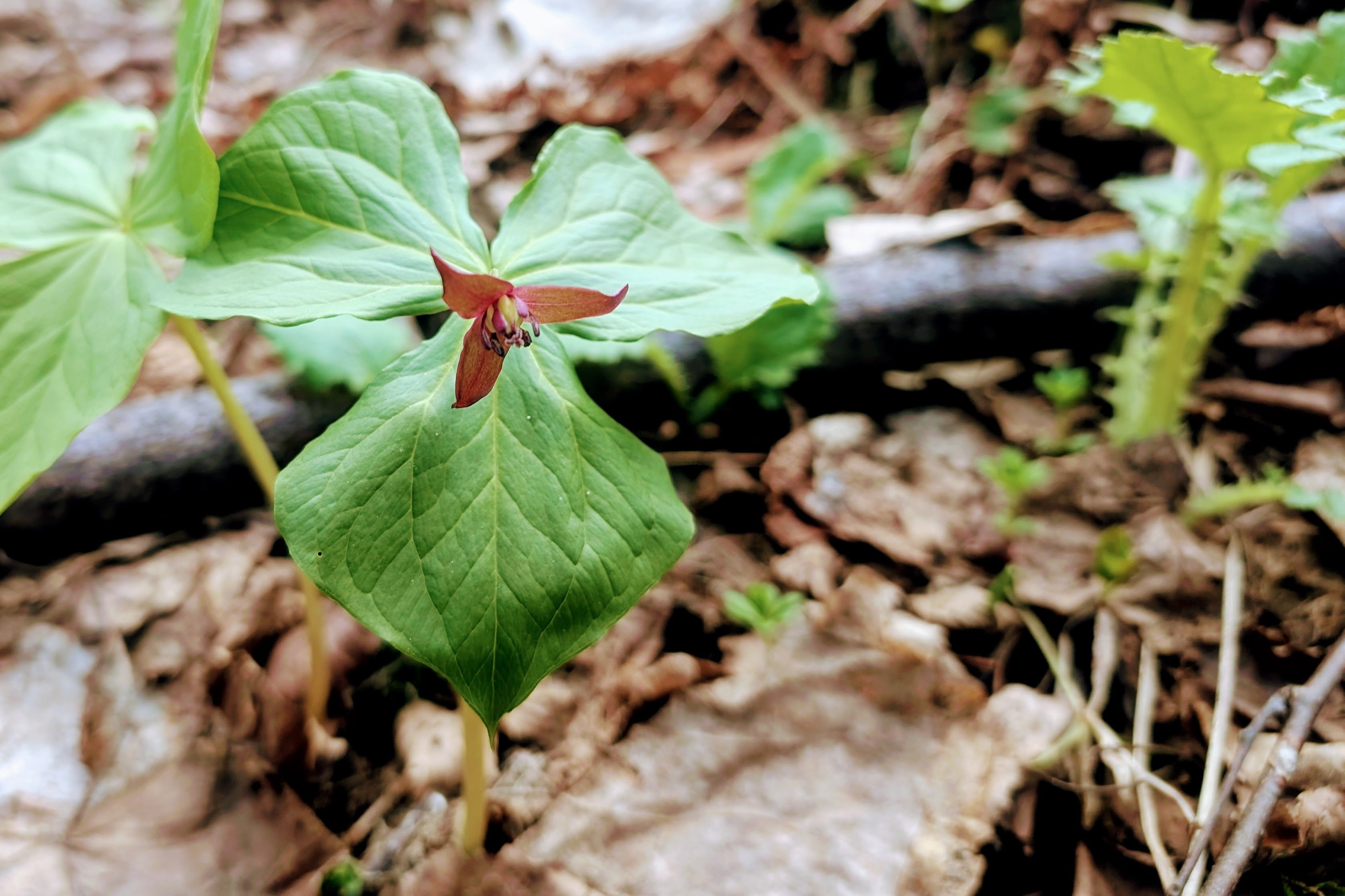 原色図譜エンレイソウ属植物 新・原色図譜エンレイソウ属植物 | 北海道大学出版会