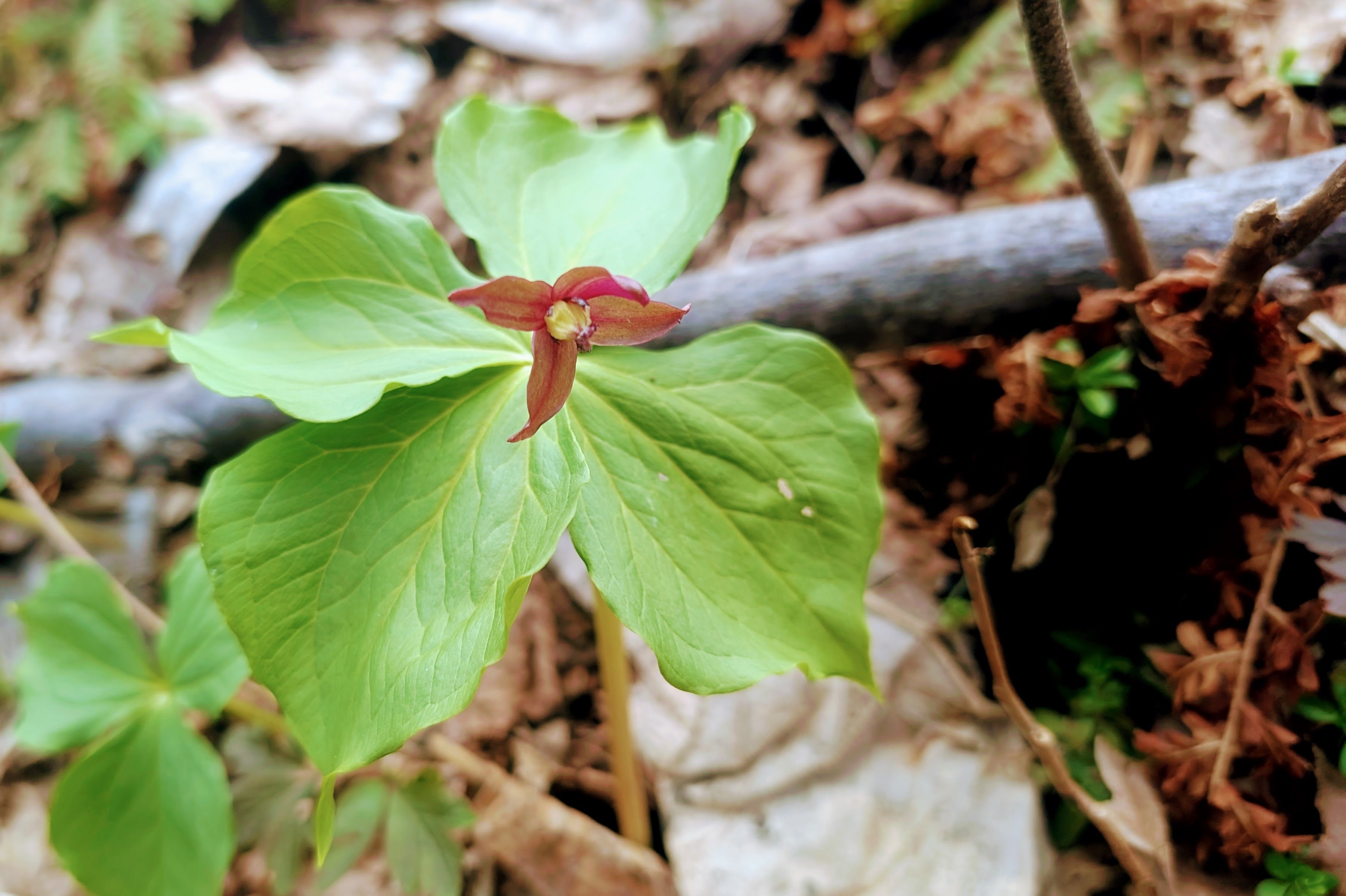 幸運の四つ葉”？エンレイソウの変異体に出会った春｜オハライス