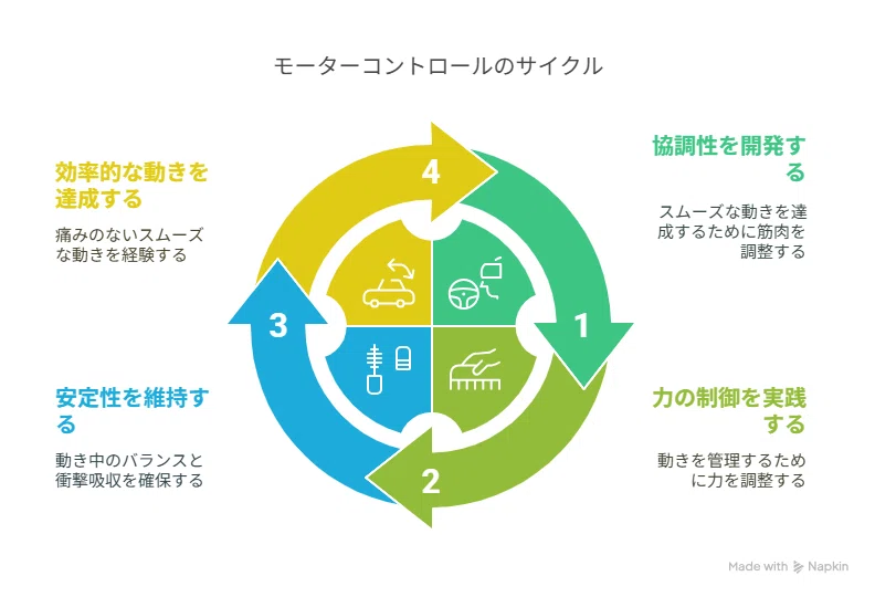 セラピスト向け・超入門】モーターコントロールって何？腰痛治療の