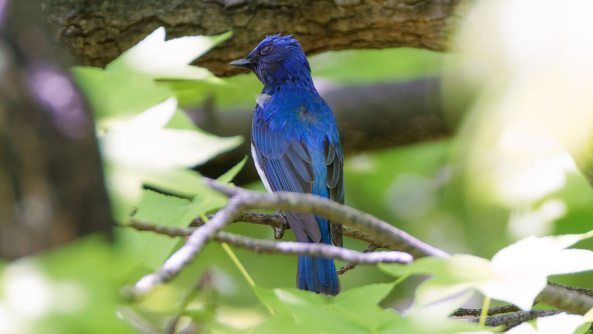 公園でオオルリに出会う｜神戸の野鳥note@きたの みつよし