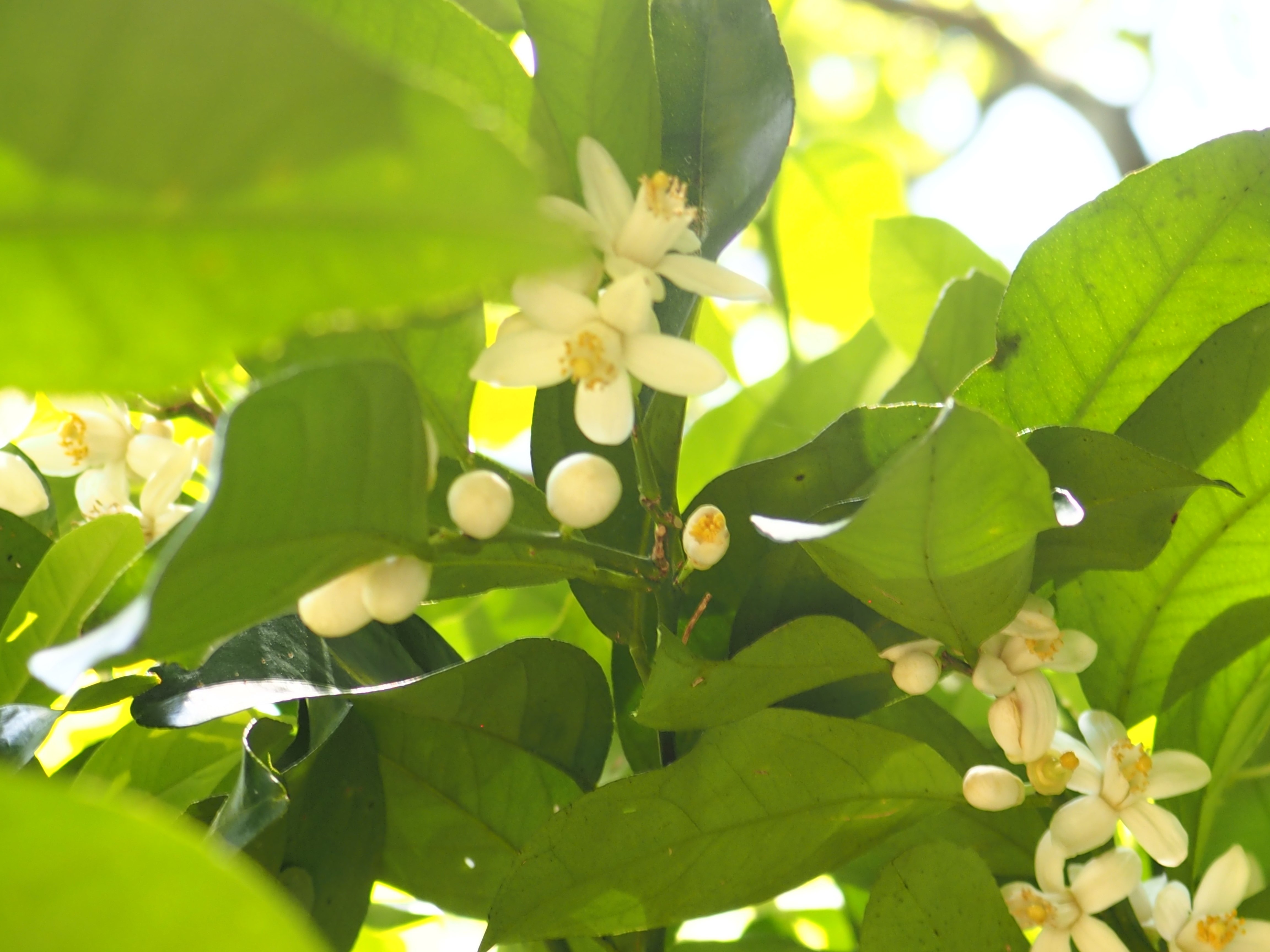 井浦新さんと一緒に花を摘みながら、地域課題を考えた日〈鹿児島県最