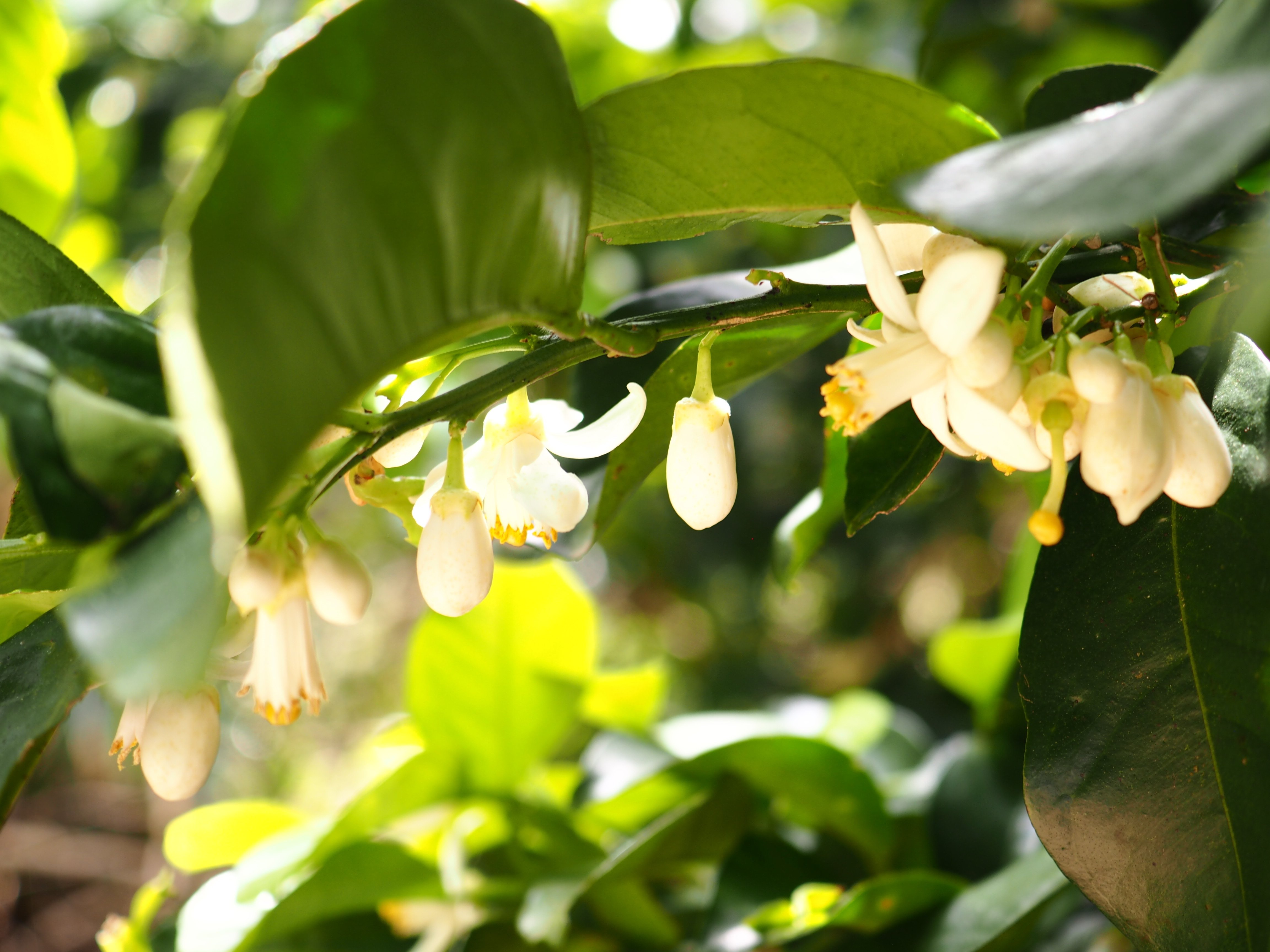 井浦新さんと一緒に花を摘みながら、地域課題を考えた日〈鹿児島県最