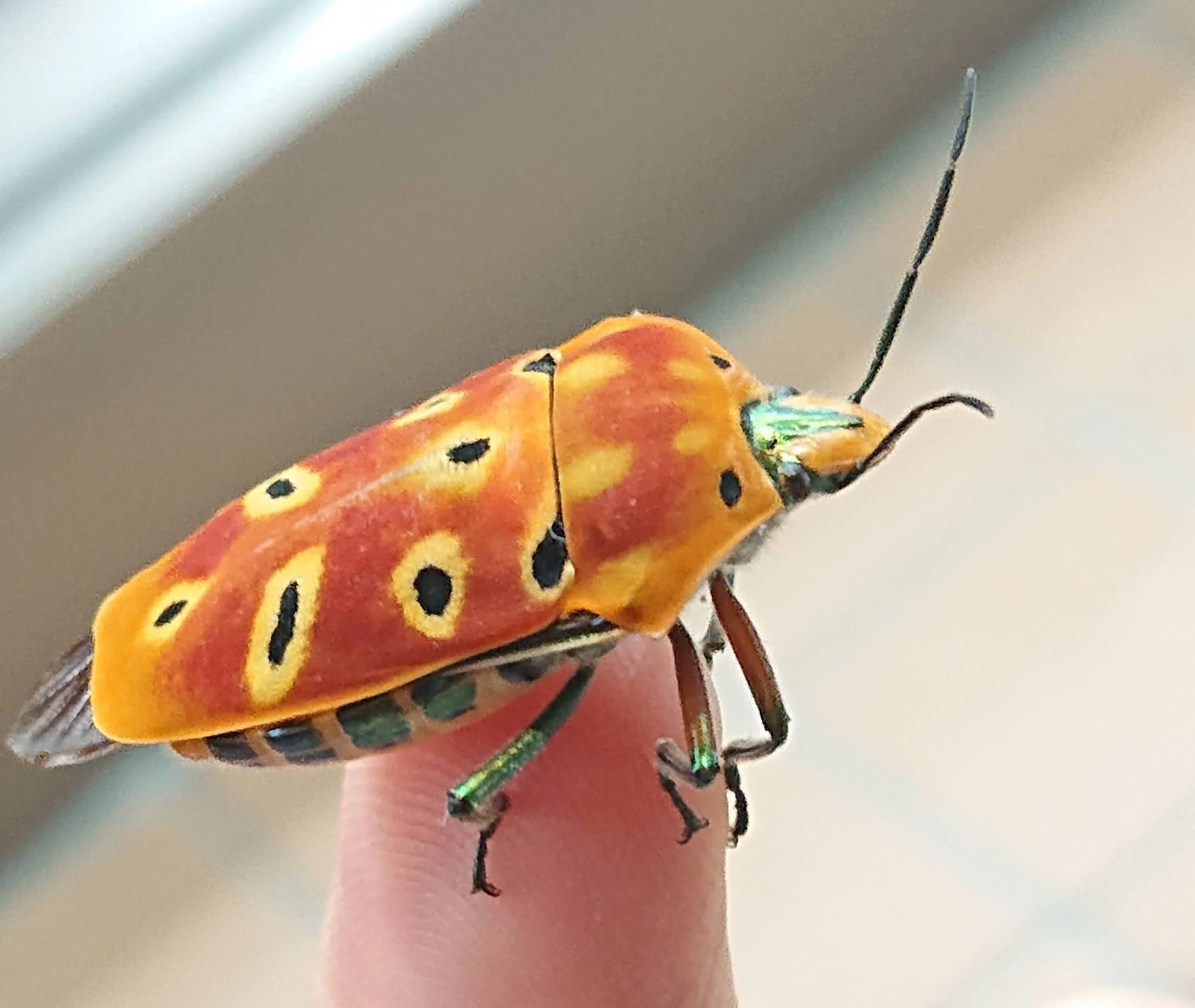 Insects and Palindromes: The Red-bordered Stink Bug｜ぱぴりお(虫と