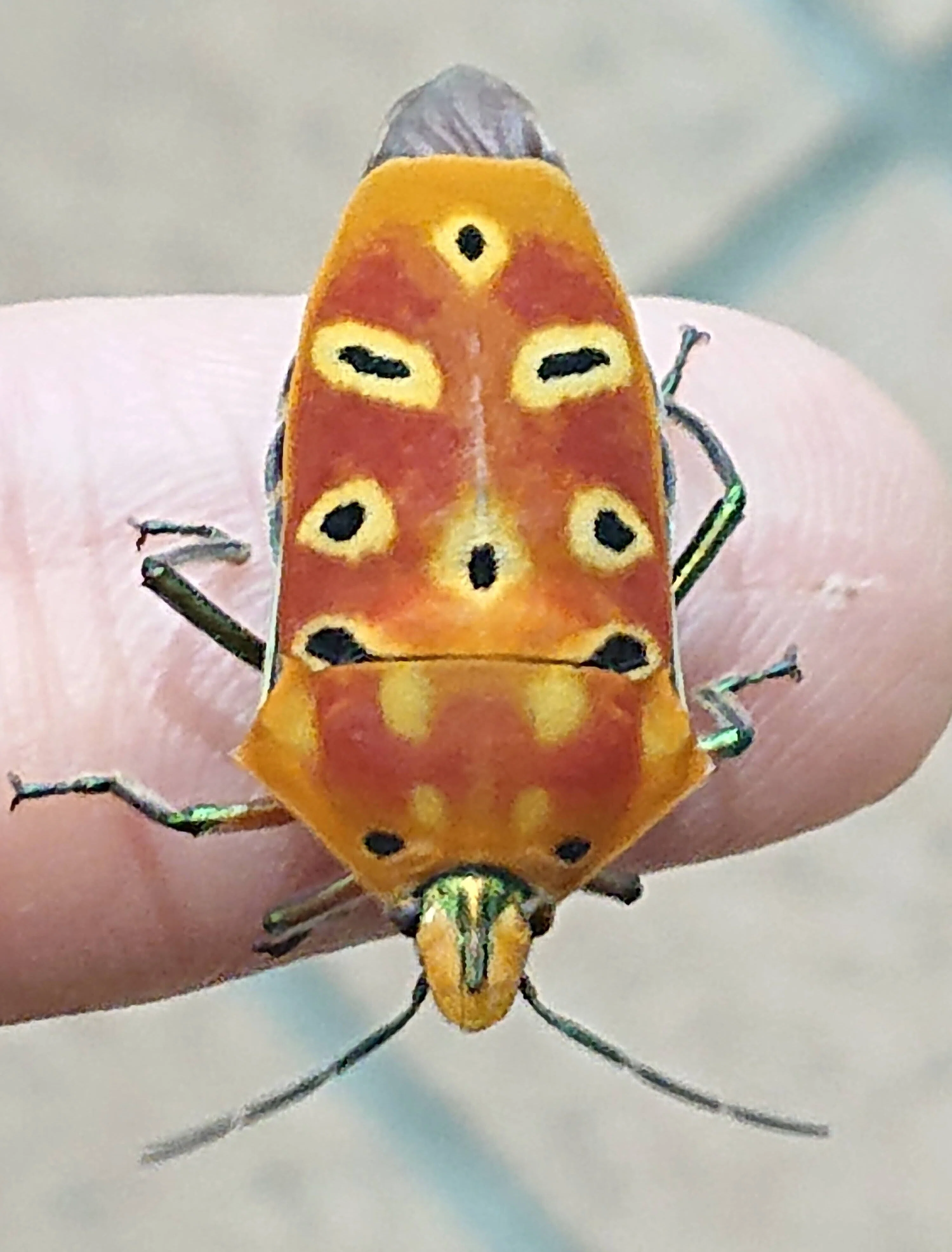 Insects and Palindromes: The Red-bordered Stink Bug｜ぱぴりお(虫と