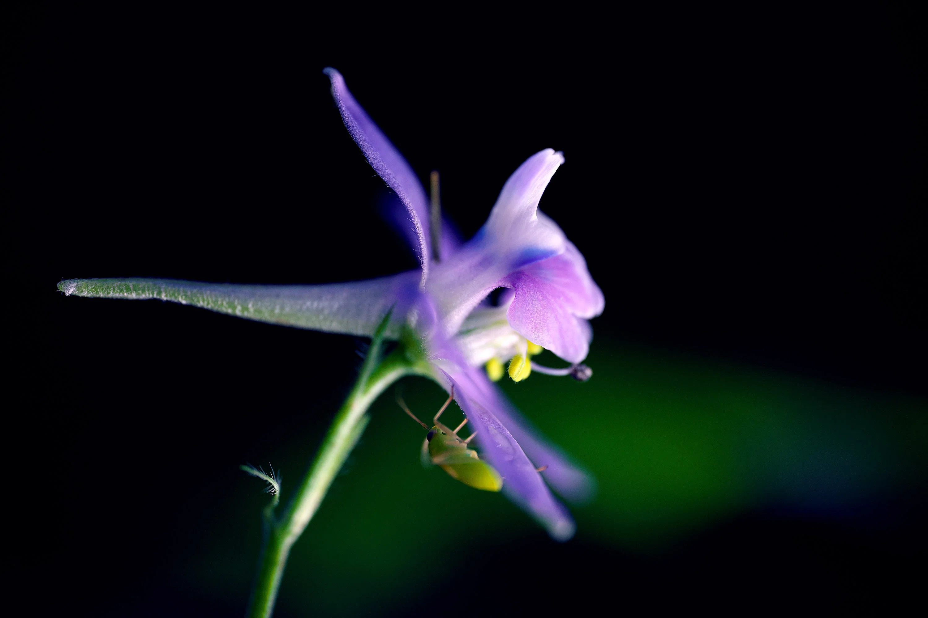 森に咲く春の花 その5｜ちいさな島