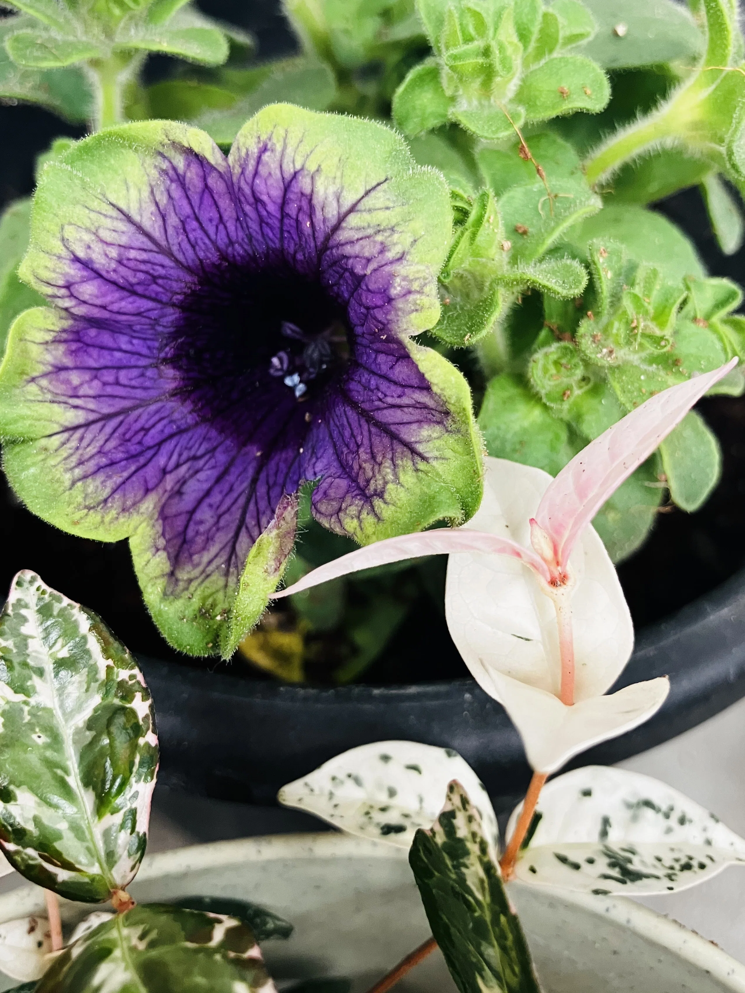 4-5月の植物日記｜くさかべ