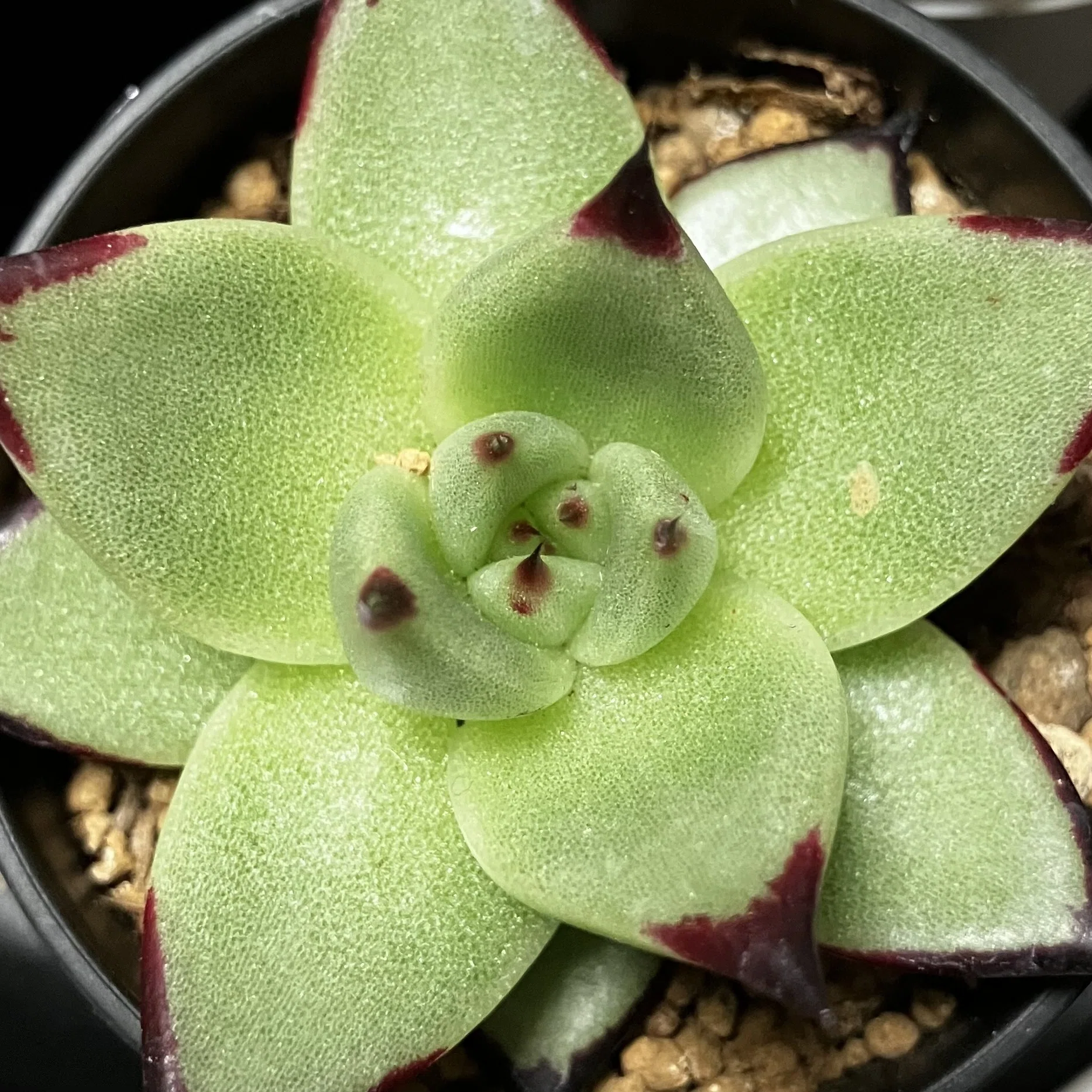 4-5月の植物日記｜くさかべ