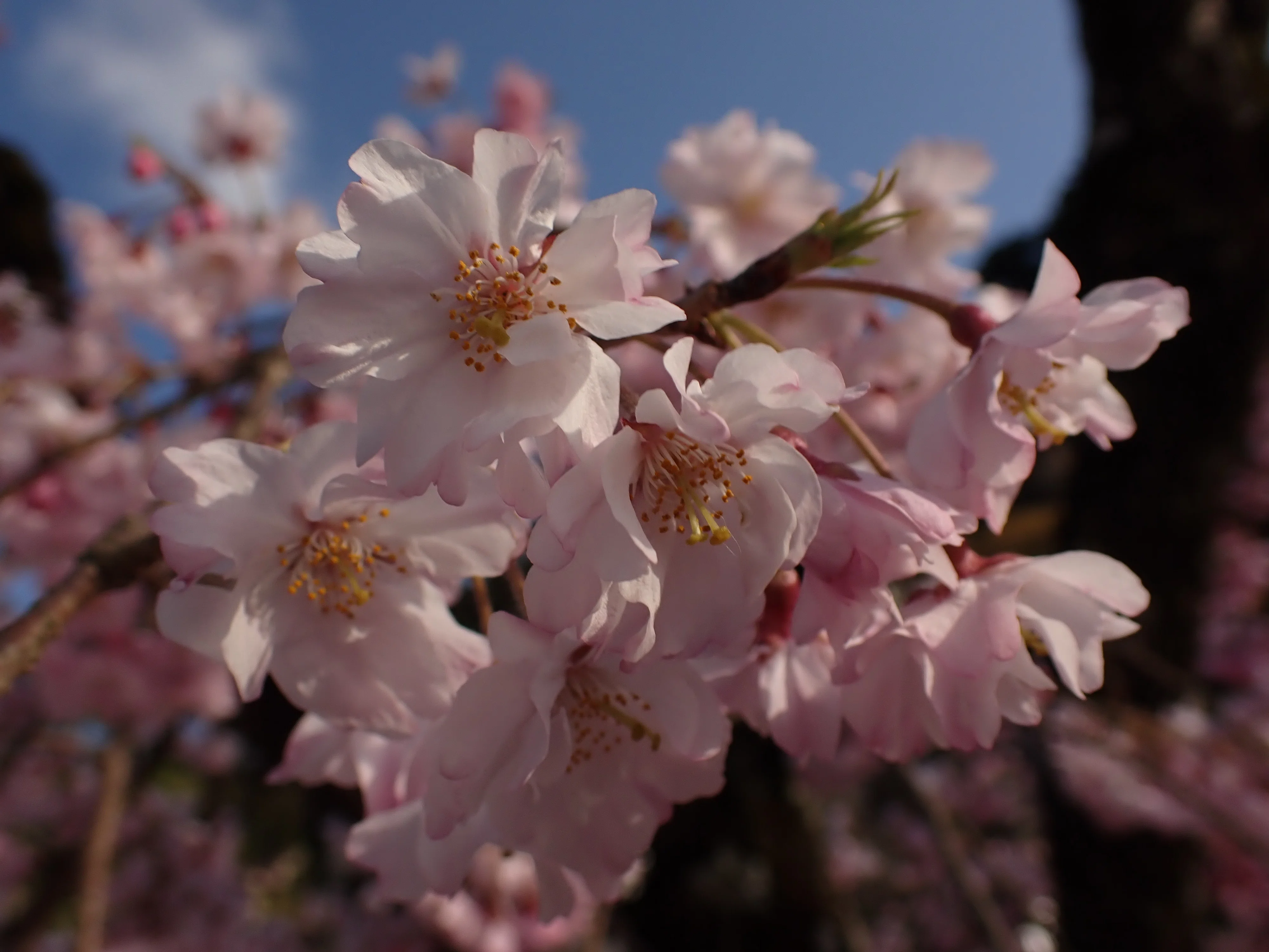 花より団子」の「花」って何の花？【短歌の世界に生きる植物たち