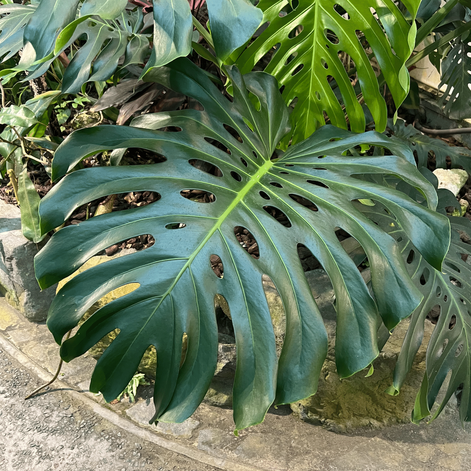 徹底リサーチ】モンステラ・デリシオーサ・ホワイトモンスター｜天津