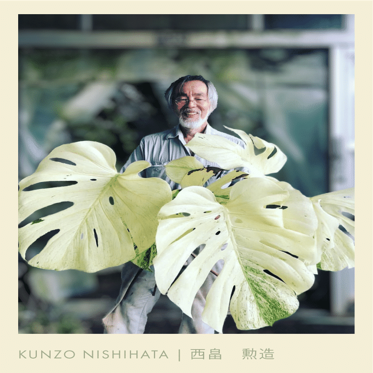 徹底リサーチ】モンステラ・デリシオーサ・ホワイトモンスター｜天津