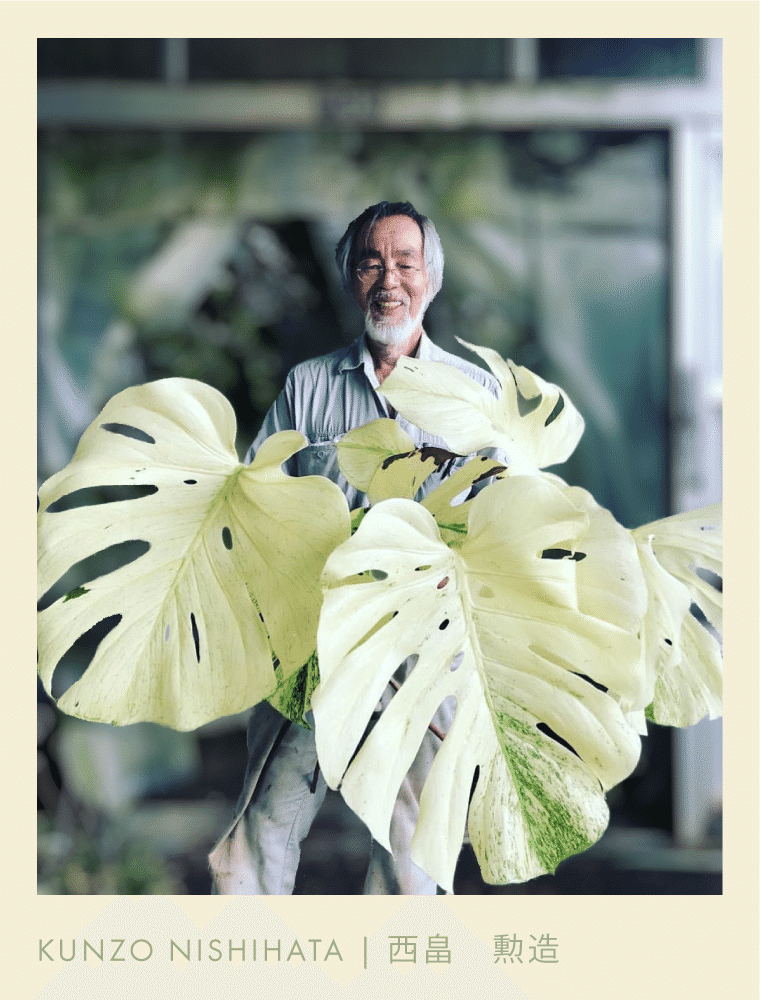 徹底リサーチ】モンステラ・デリシオーサ・ホワイトモンスター|天津 徹底リサーチ】モンステラ・デリシオーサ・ホワイトモンスター|天津