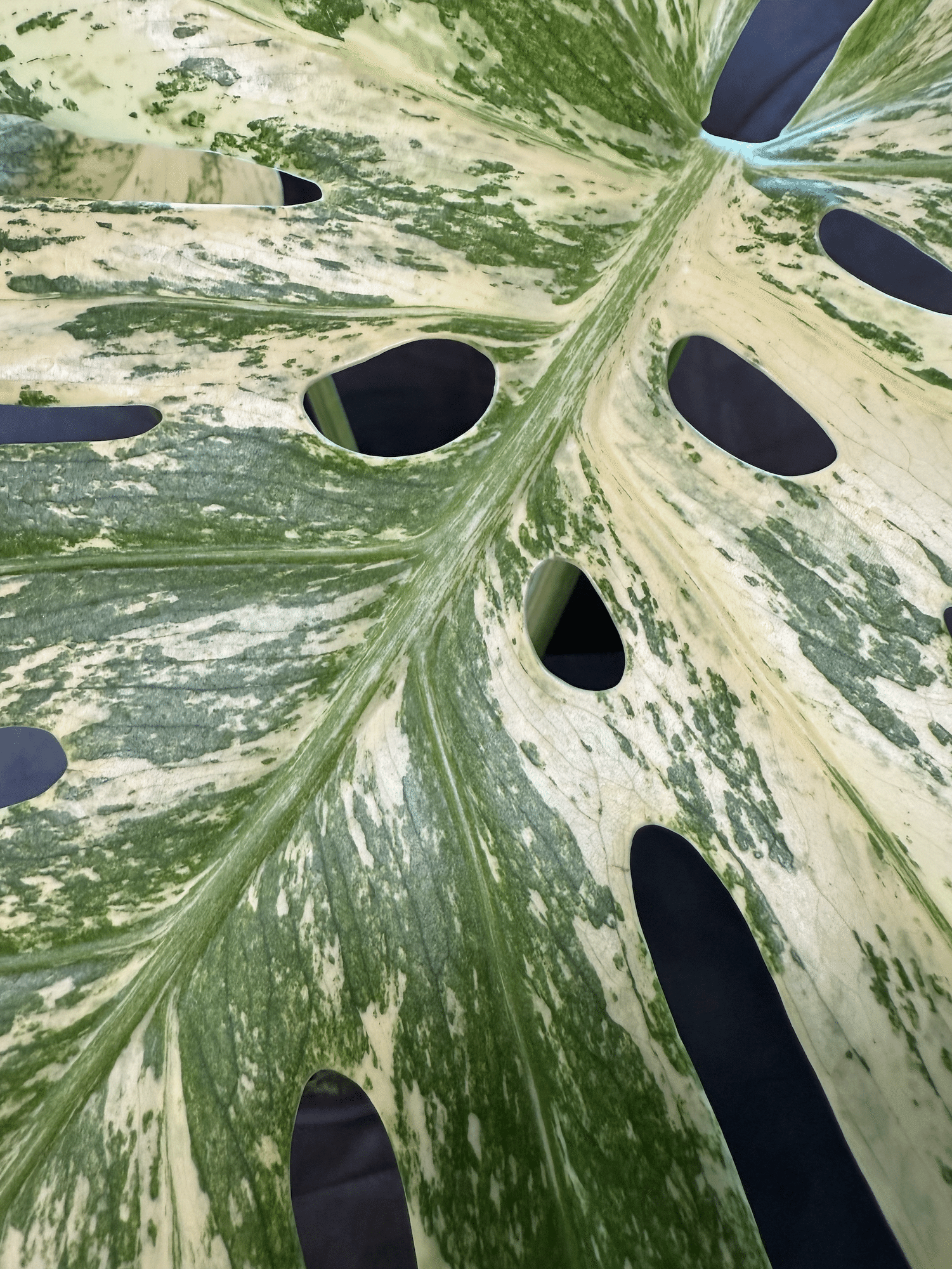 徹底リサーチ】モンステラ・デリシオーサ・ホワイトモンスター|天津 徹底リサーチ】モンステラ・デリシオーサ・ホワイトモンスター|天津