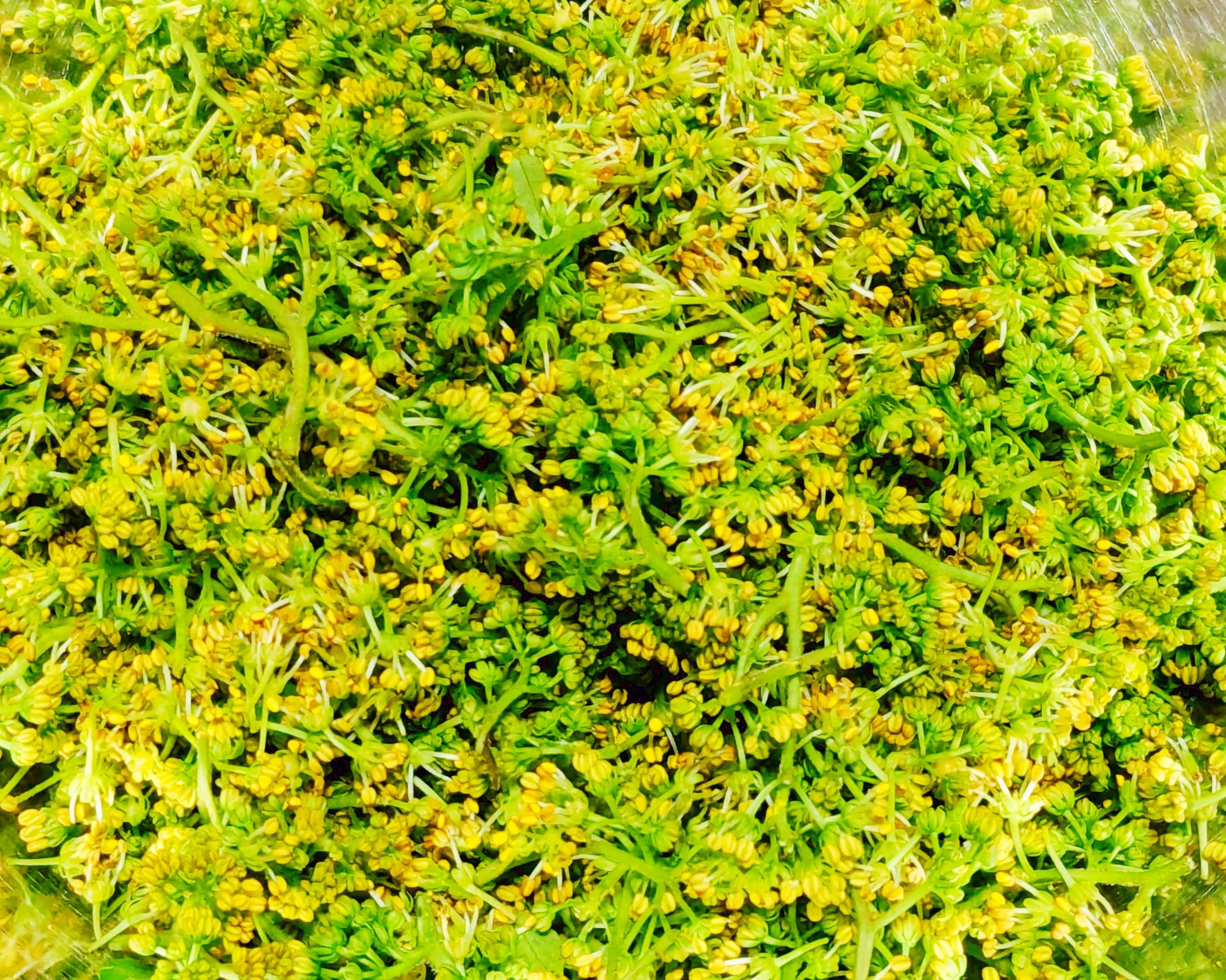 花椒（ホワジャオ）ではない】たまたま花山椒（はなさんしょう