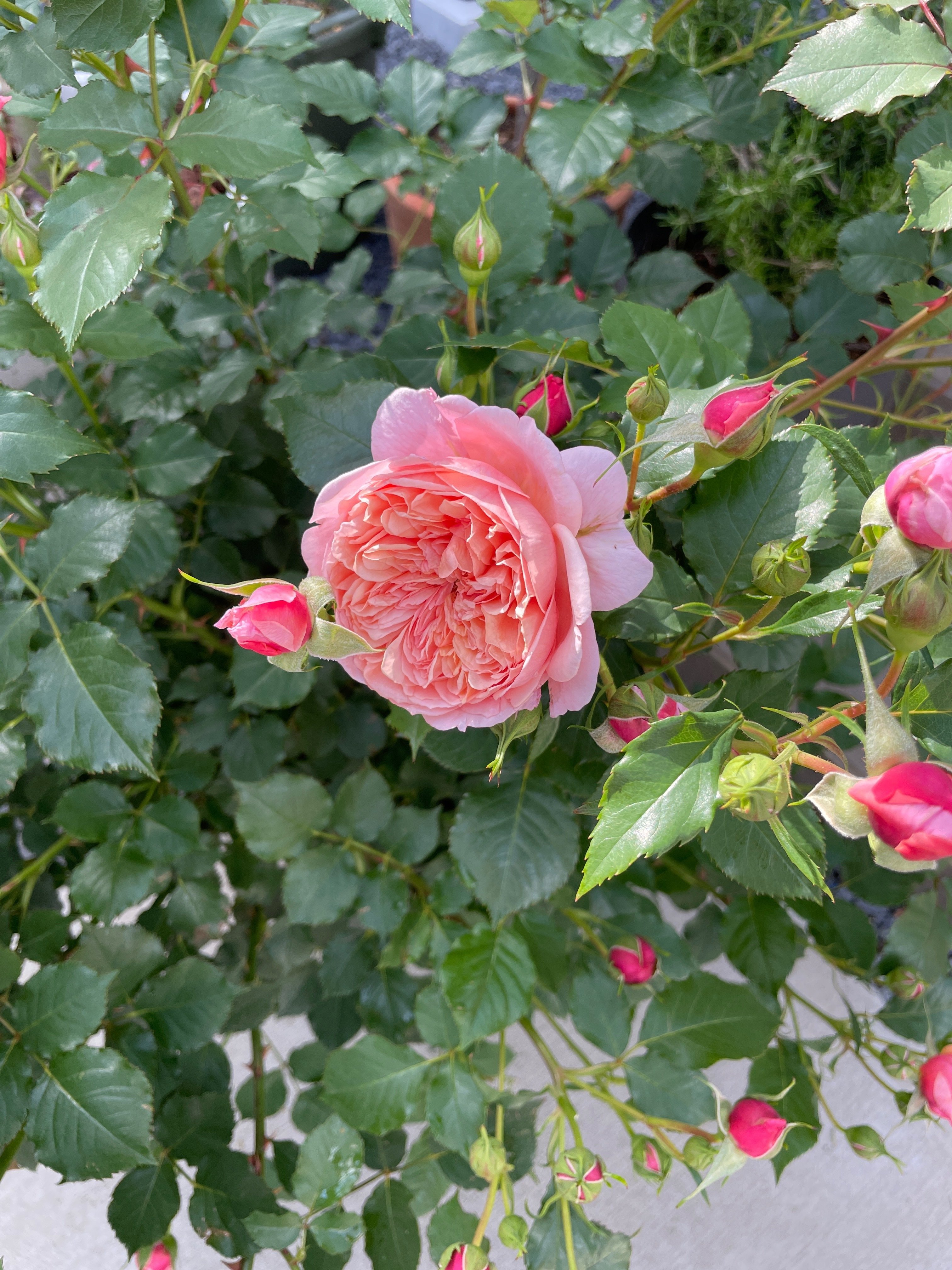 No.7 2025年5月シルクロード開花しました｜BARABi