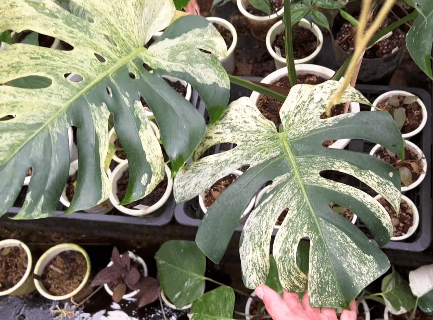 徹底リサーチ】モンステラ・デリシオーサ・ホワイトモンスター|天津 徹底リサーチ】モンステラ・デリシオーサ・ホワイトモンスター|天津