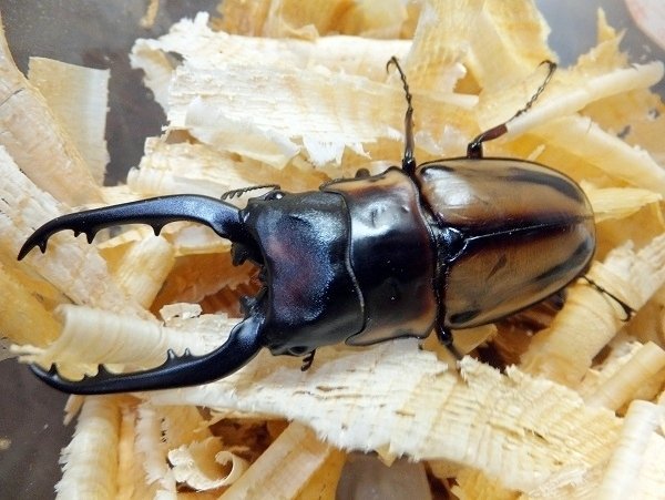 ファブリースノコギリクワガタ・タカクワイ亜種の飼育記録【2011
