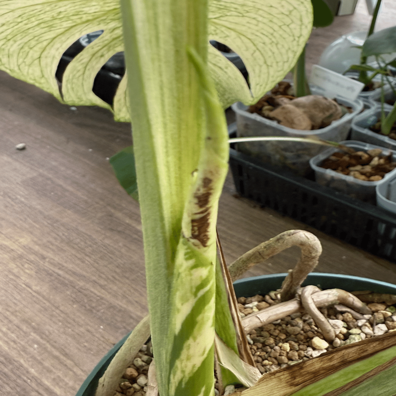 徹底リサーチ】モンステラ・デリシオーサ・ホワイトモンスター｜天津