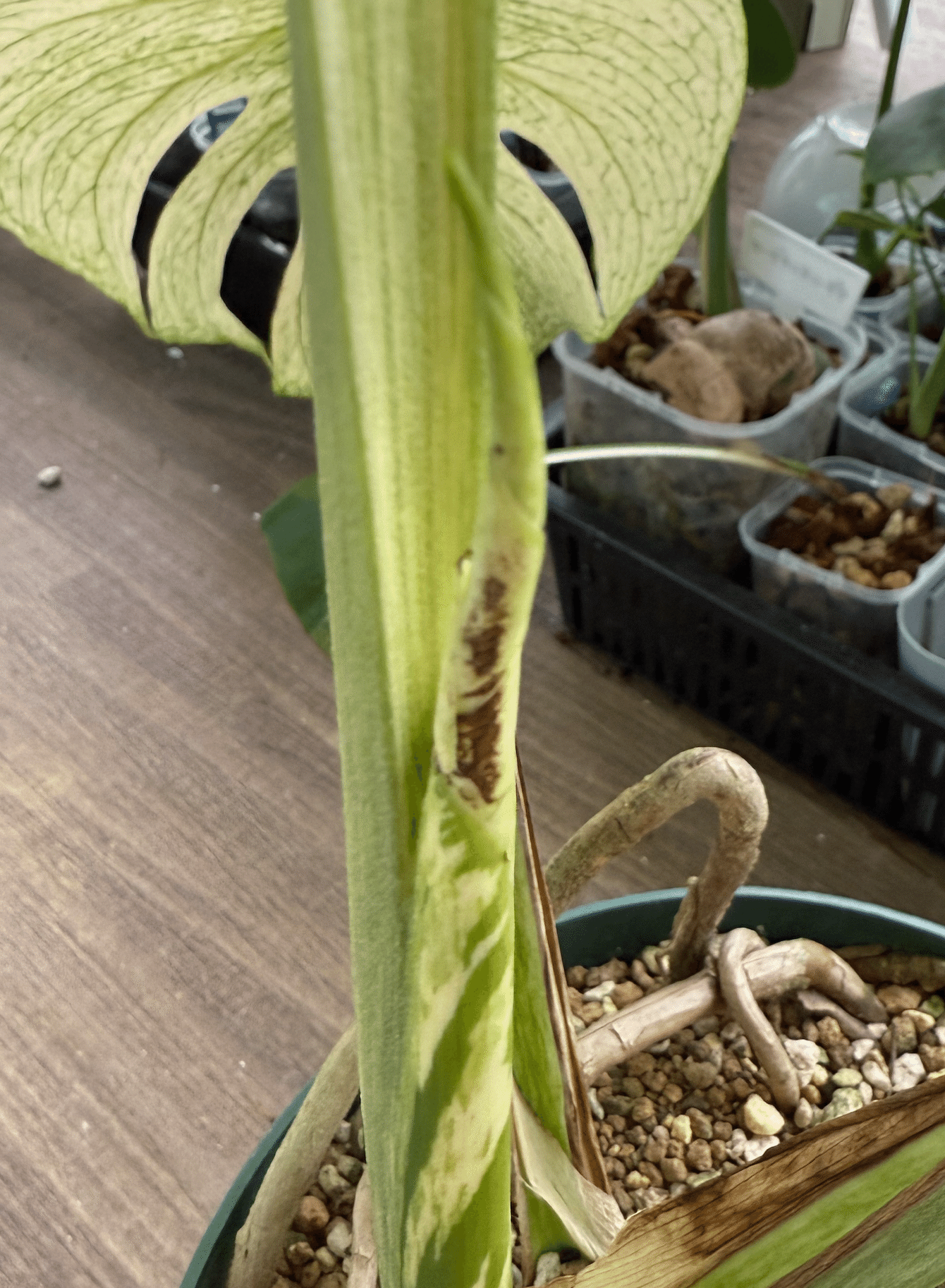 モンステラ65 斑入 天津 テンシンラン ホワイトモンスター 葉付き発根 モンステラ65 斑入 天津 テンシンラン ホワイトモンスター 葉付き発根