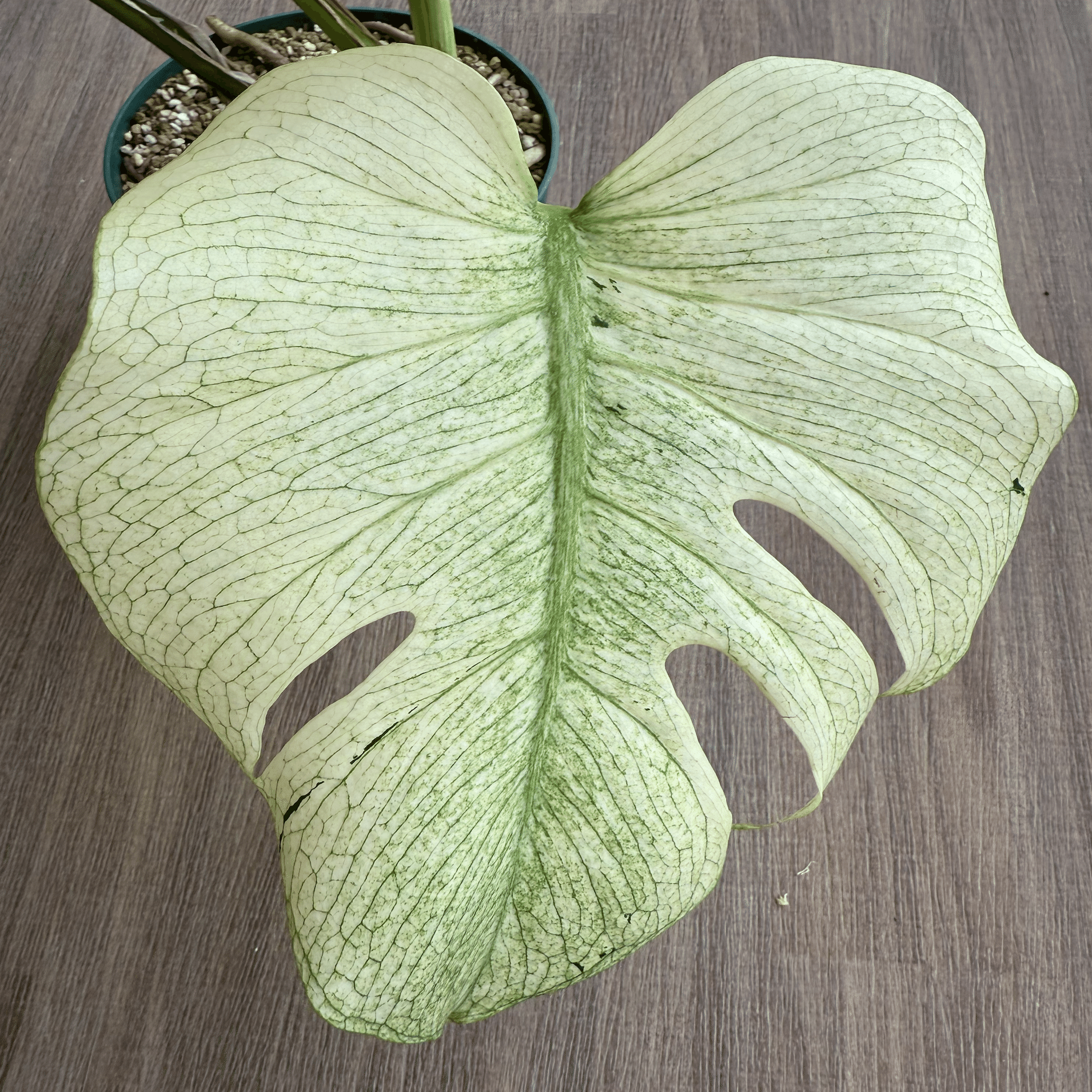 徹底リサーチ】モンステラ・デリシオーサ・ホワイトモンスター｜天津