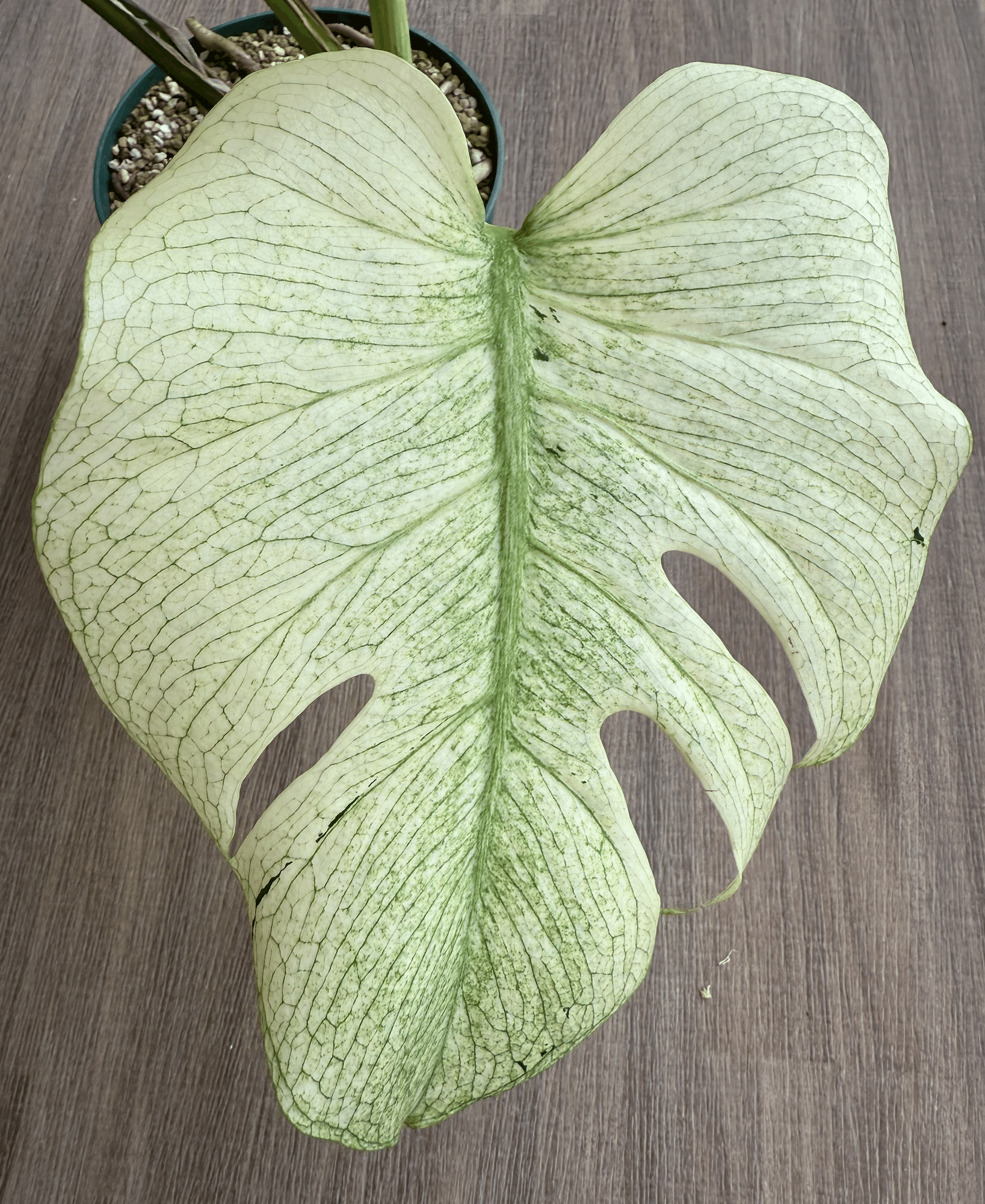 徹底リサーチ】モンステラ・デリシオーサ・ホワイトモンスター|天津 徹底リサーチ】モンステラ・デリシオーサ・ホワイトモンスター|天津