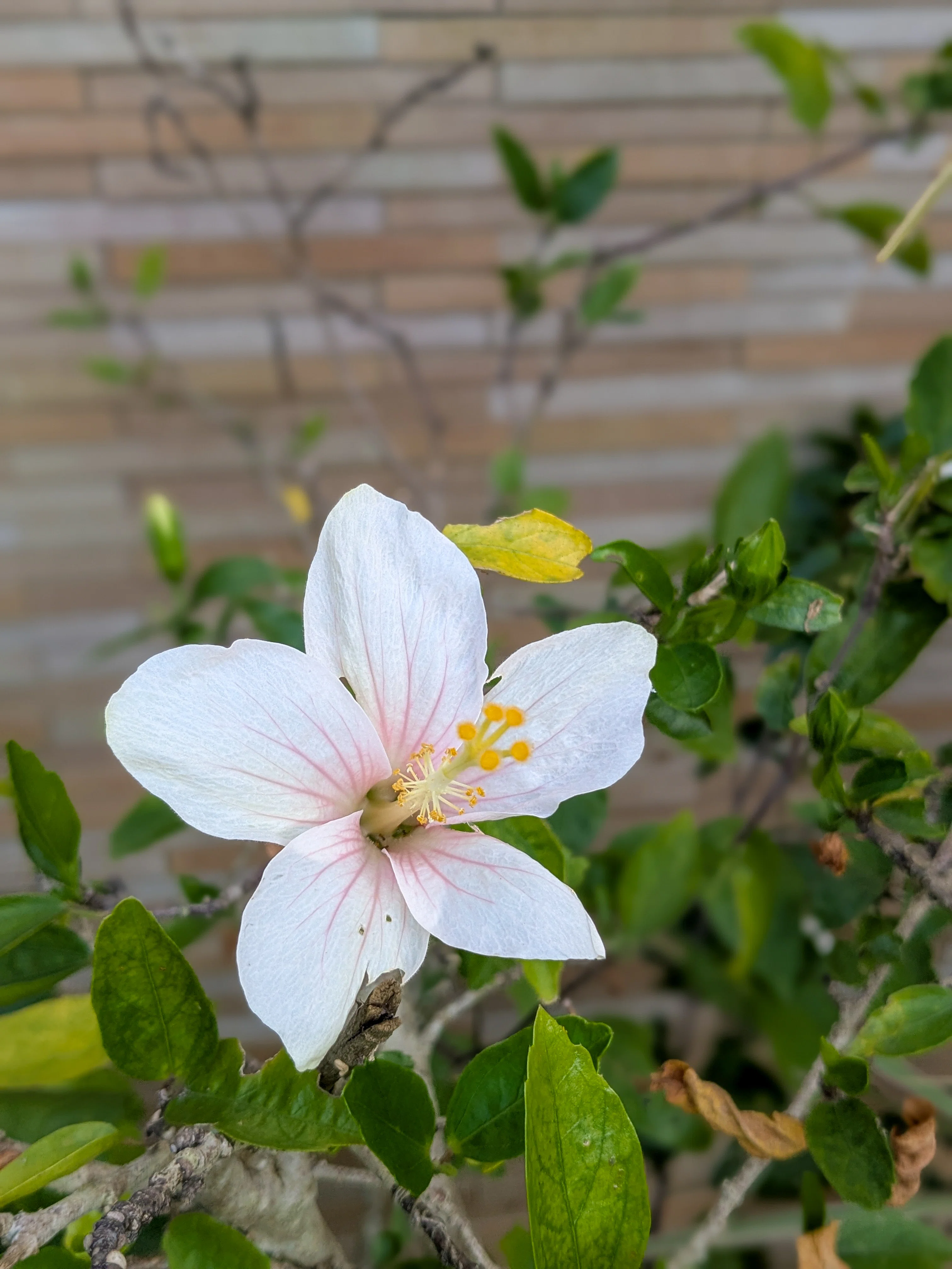 ホテルに咲く沖縄の花々｜高井司｜沖縄に来た人を幸せにしたいホテル