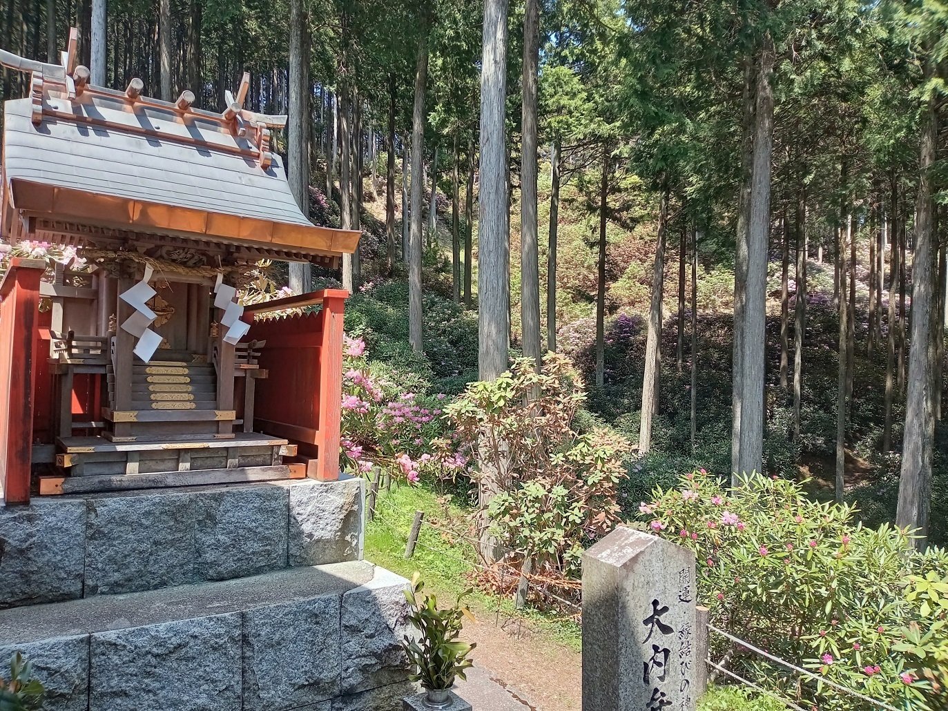 6人の町の素晴らしい石楠花の世界～宇陀市弁財天石楠花の丘