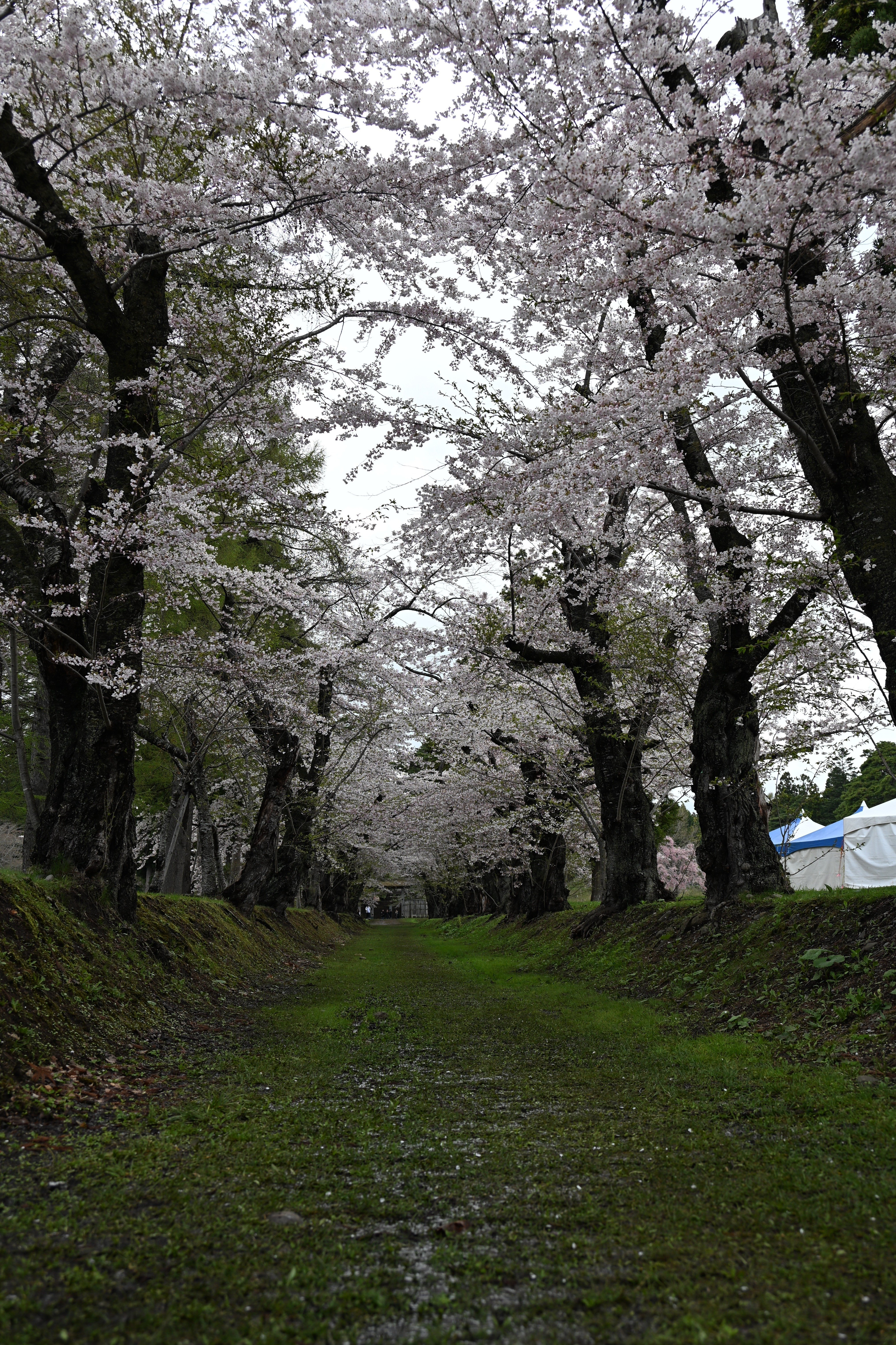 Z5IIで初めての撮影（桜と梅）｜紫のまりも