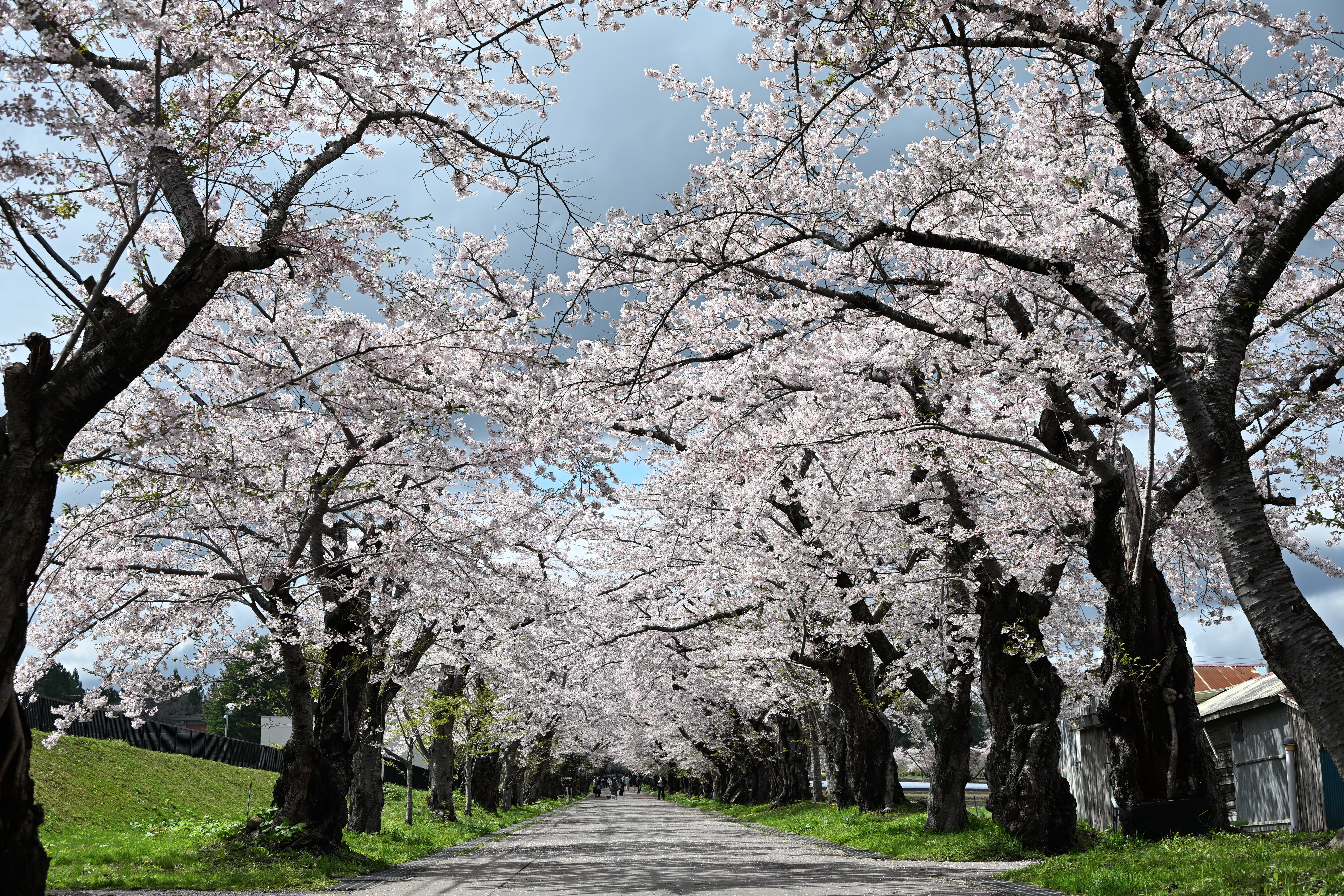 Z5IIで初めての撮影（桜と梅）｜紫のまりも