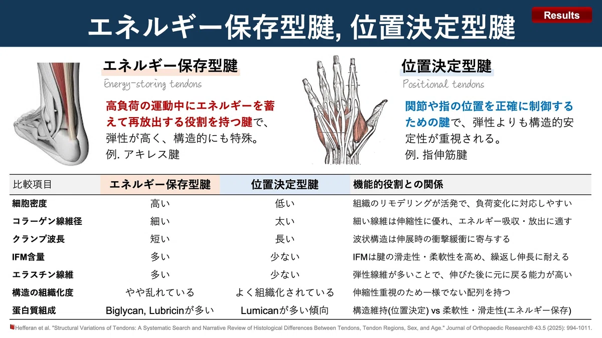 腱の構造大全。機能的役割、部位、加齢による違い。|Super Human | 理学療法士/保健学博士 Ph.D.