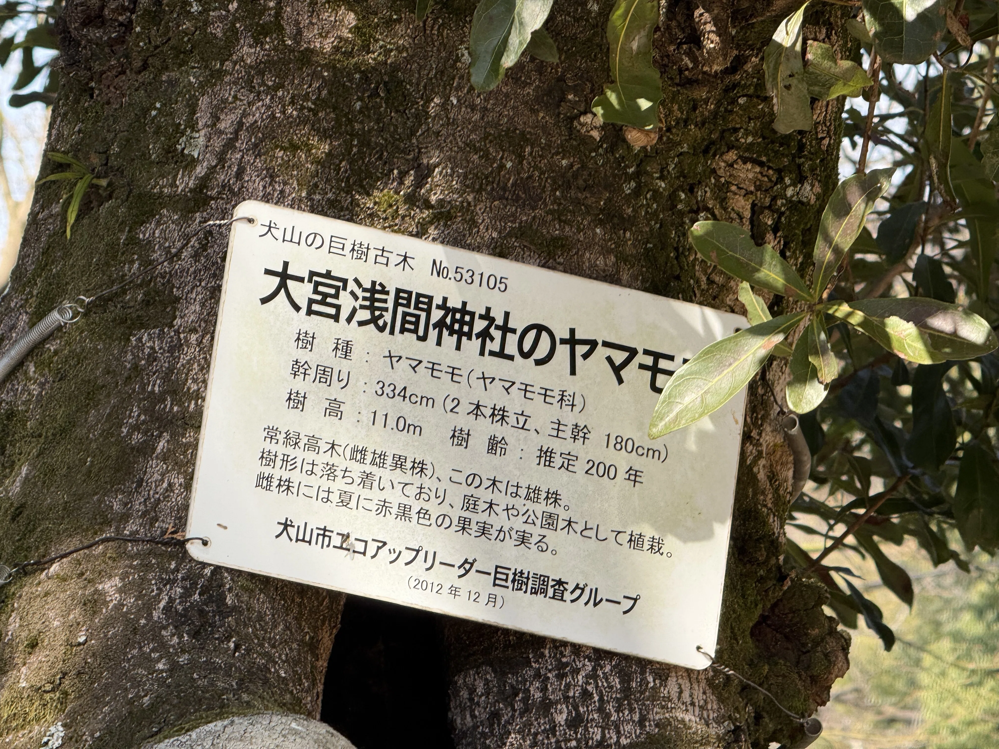 尾張冨士の麓に佇む、ヤマモモの木と神話の風景｜リブログ公式｜地域と