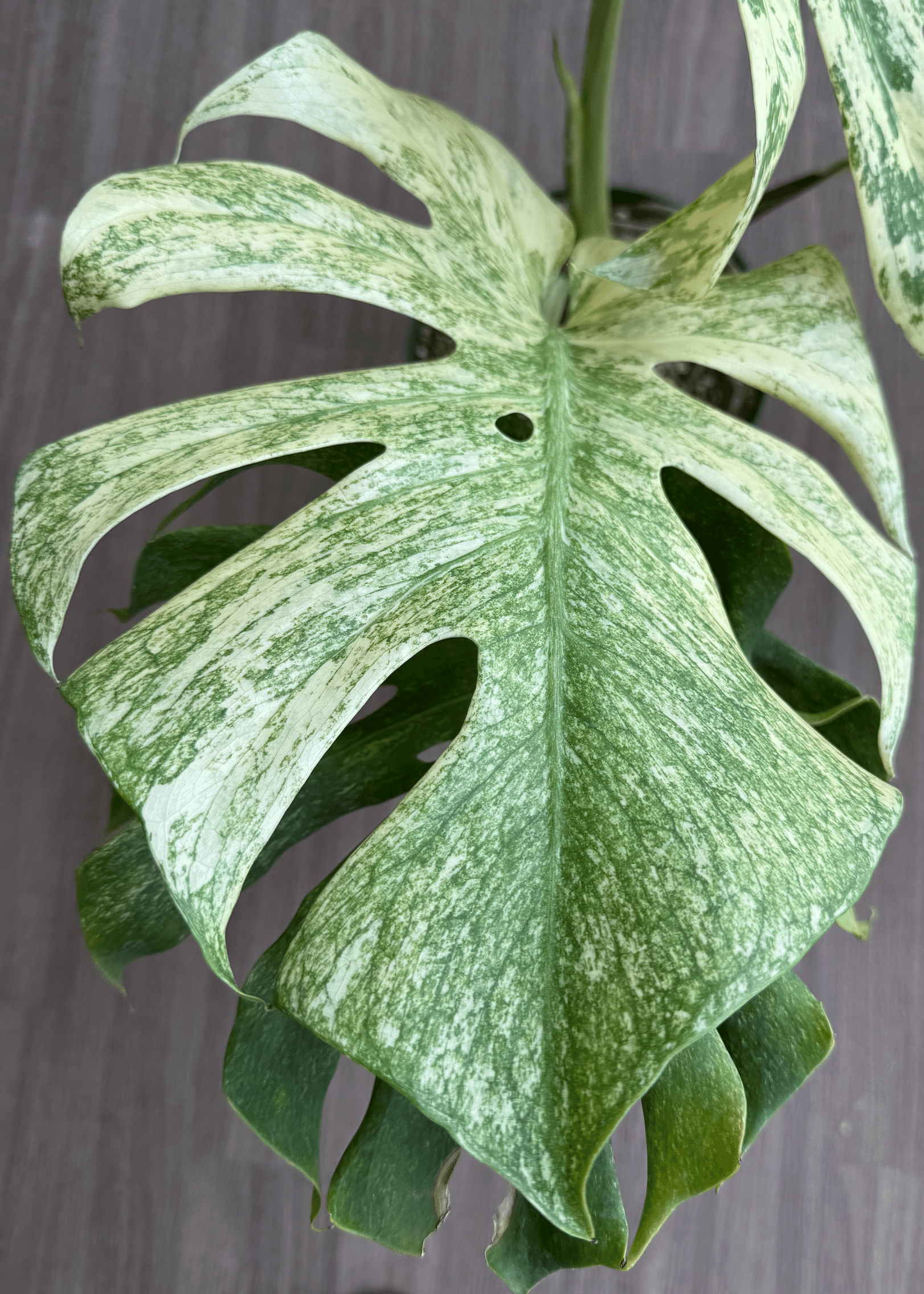 W1 モンステラ デリシオーサ ホワイトモンスター 天津蘭