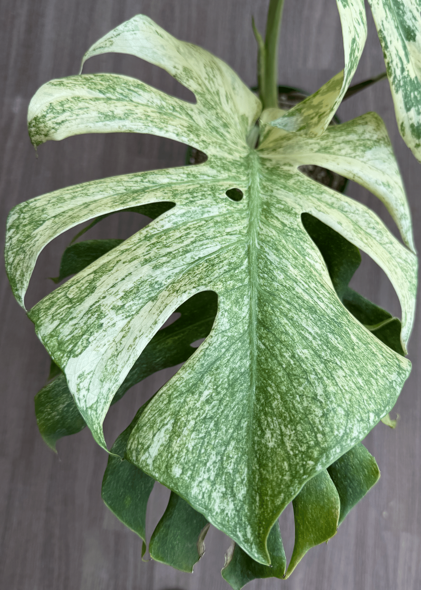 徹底リサーチ】モンステラ・デリシオーサ・ホワイトモンスター|天津 徹底リサーチ】モンステラ・デリシオーサ・ホワイトモンスター|天津