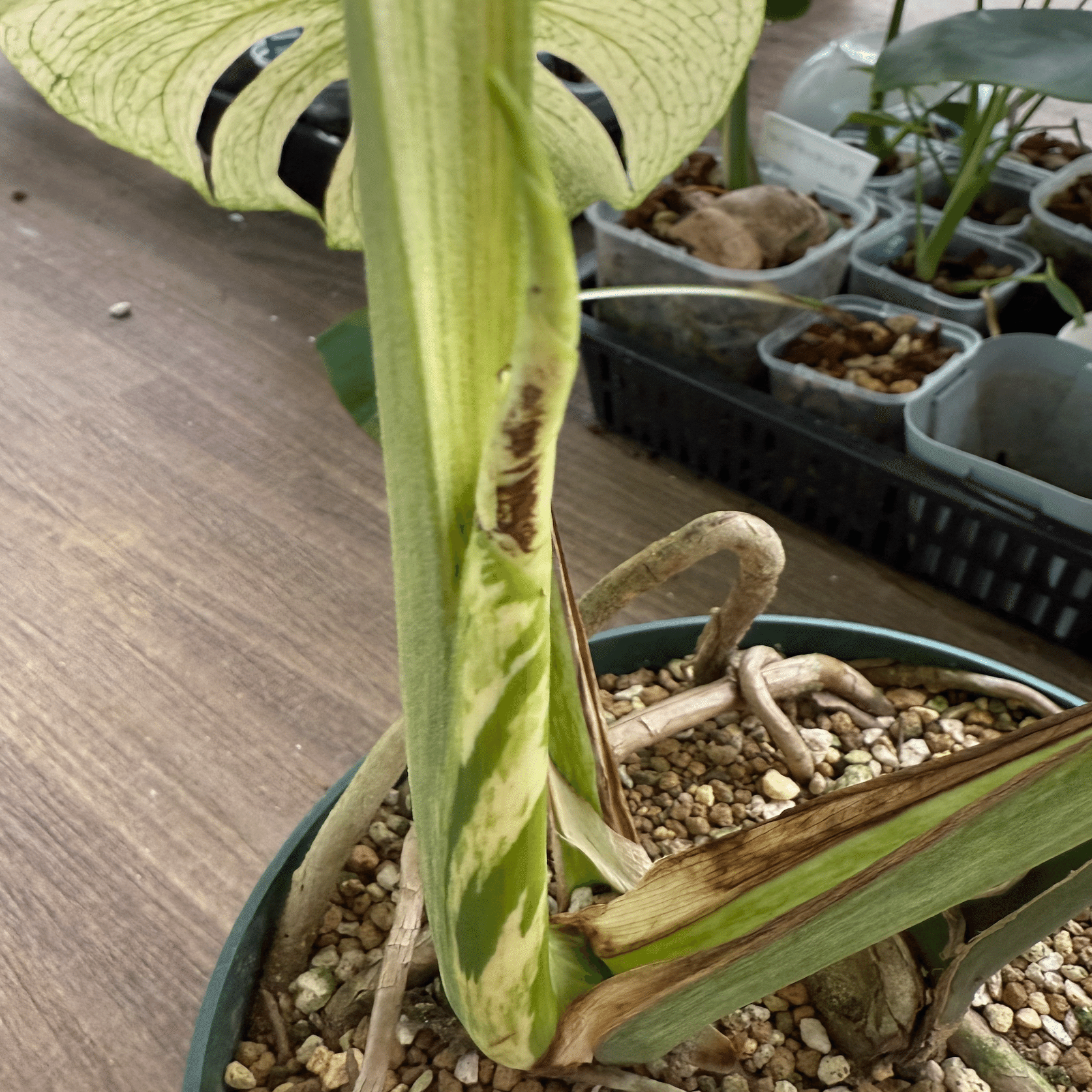 徹底リサーチ】モンステラ・デリシオーサ・ホワイトモンスター｜天津