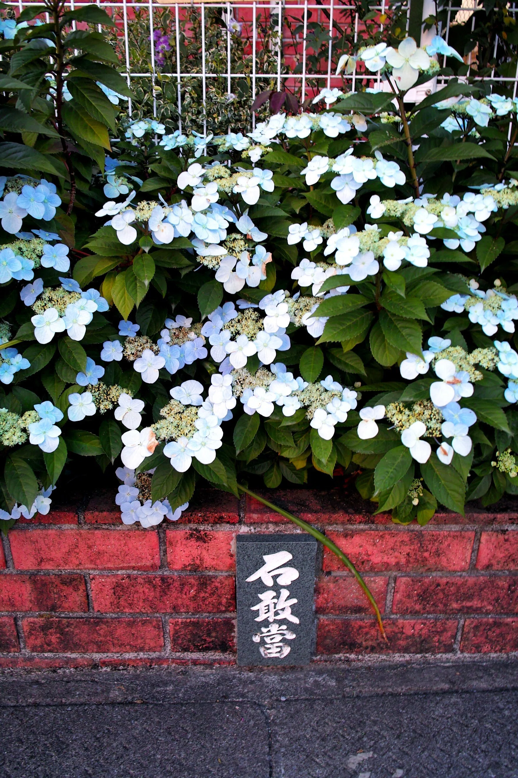 オールドコンデジ（SIGMA DP1）で撮ってみた｜Heira.K