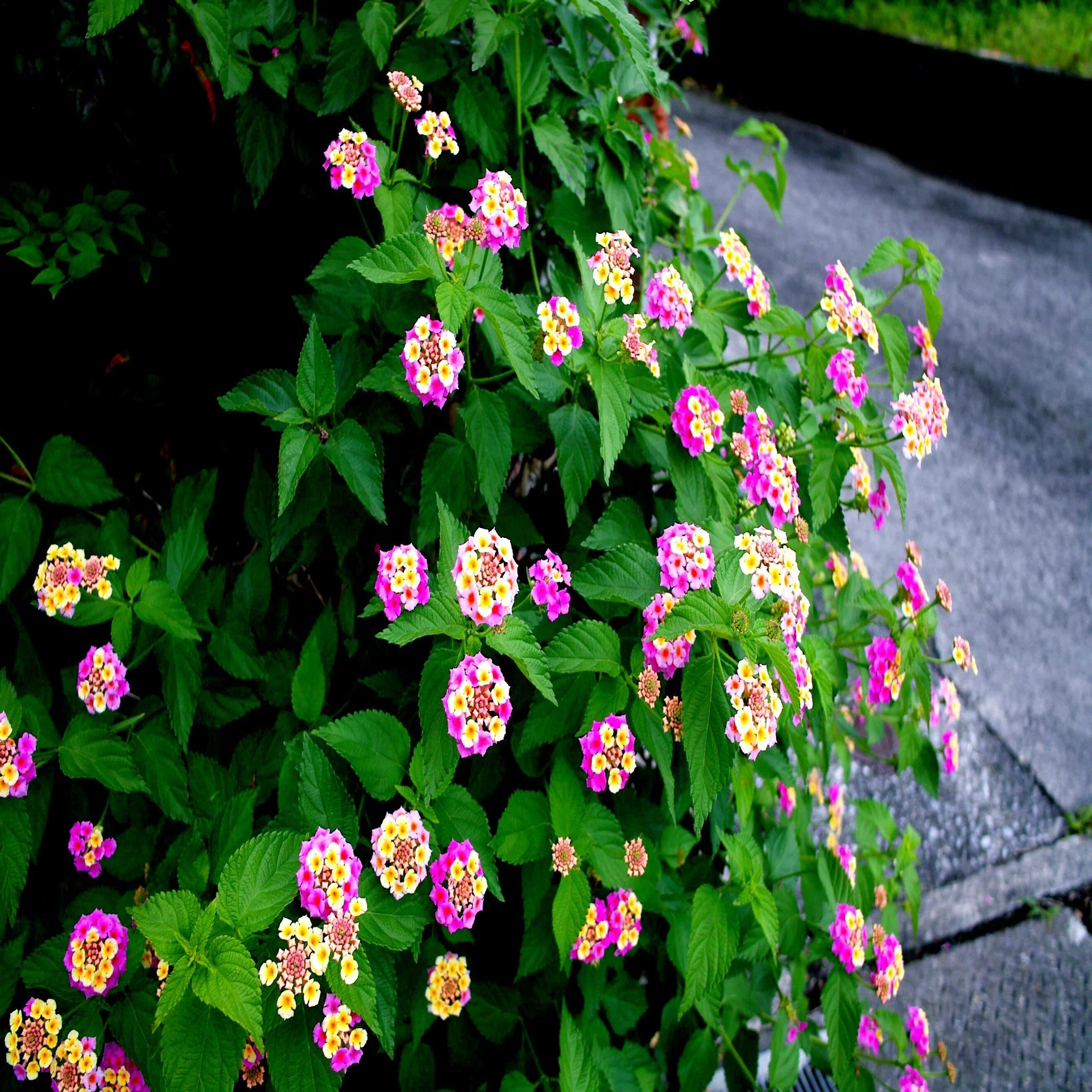 オールドコンデジ（SIGMA DP1）で撮ってみた｜Heira.K