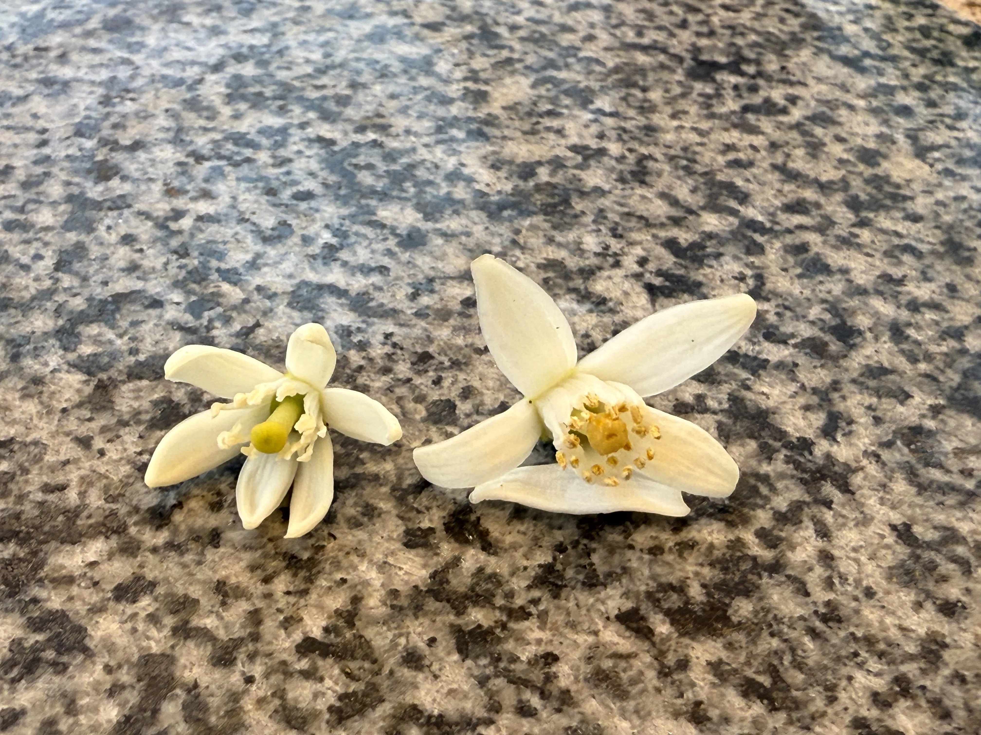 花白 yuzu Lime blossoms smelled like soap—the face of the fruit, the face of