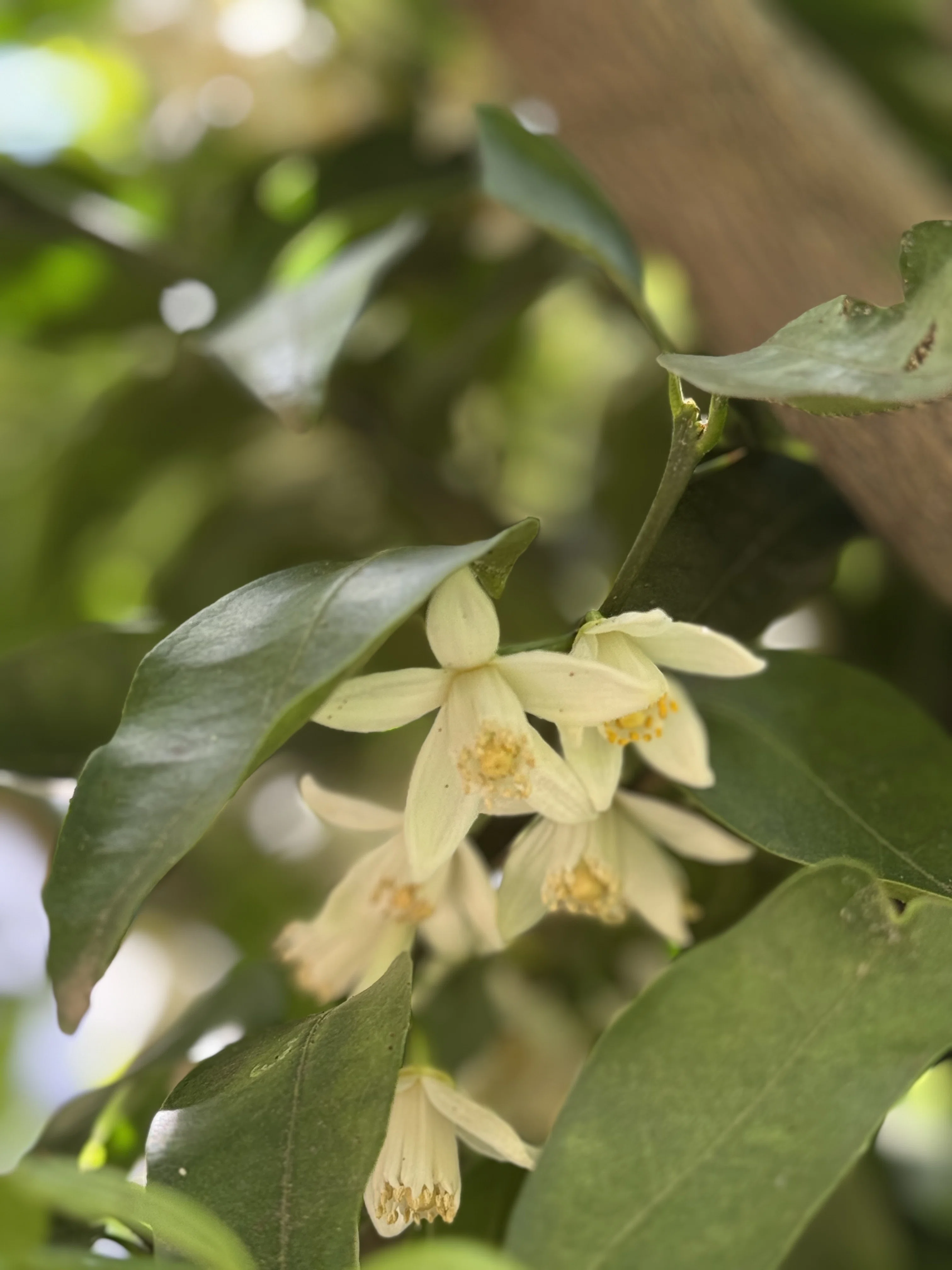 Lime blossoms smelled like soap—the face of the fruit, the face of