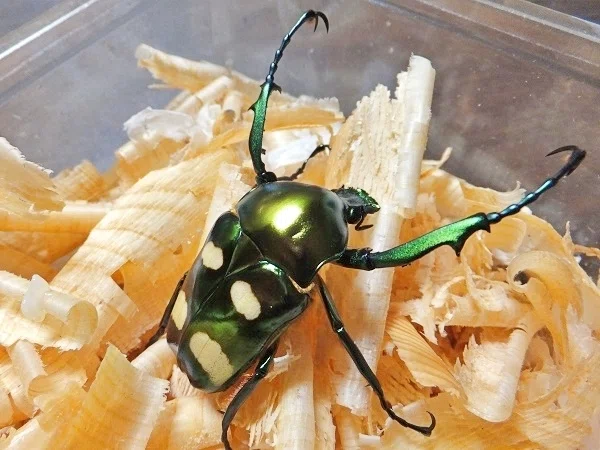 ラッケリーテナガカナブンの飼育記録【2013】｜AKECHI