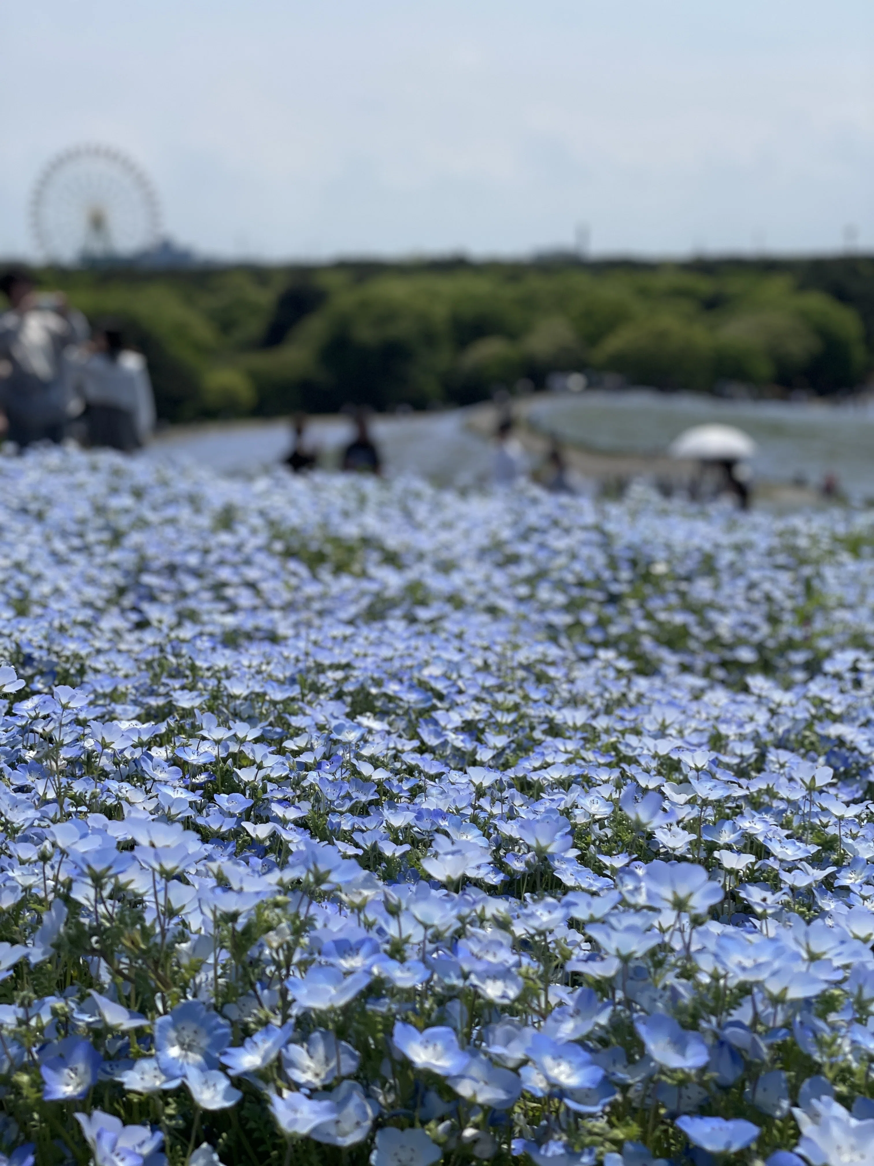 Nemophila: A Long-Held Wish Fulfilled｜えびなきんぎょ