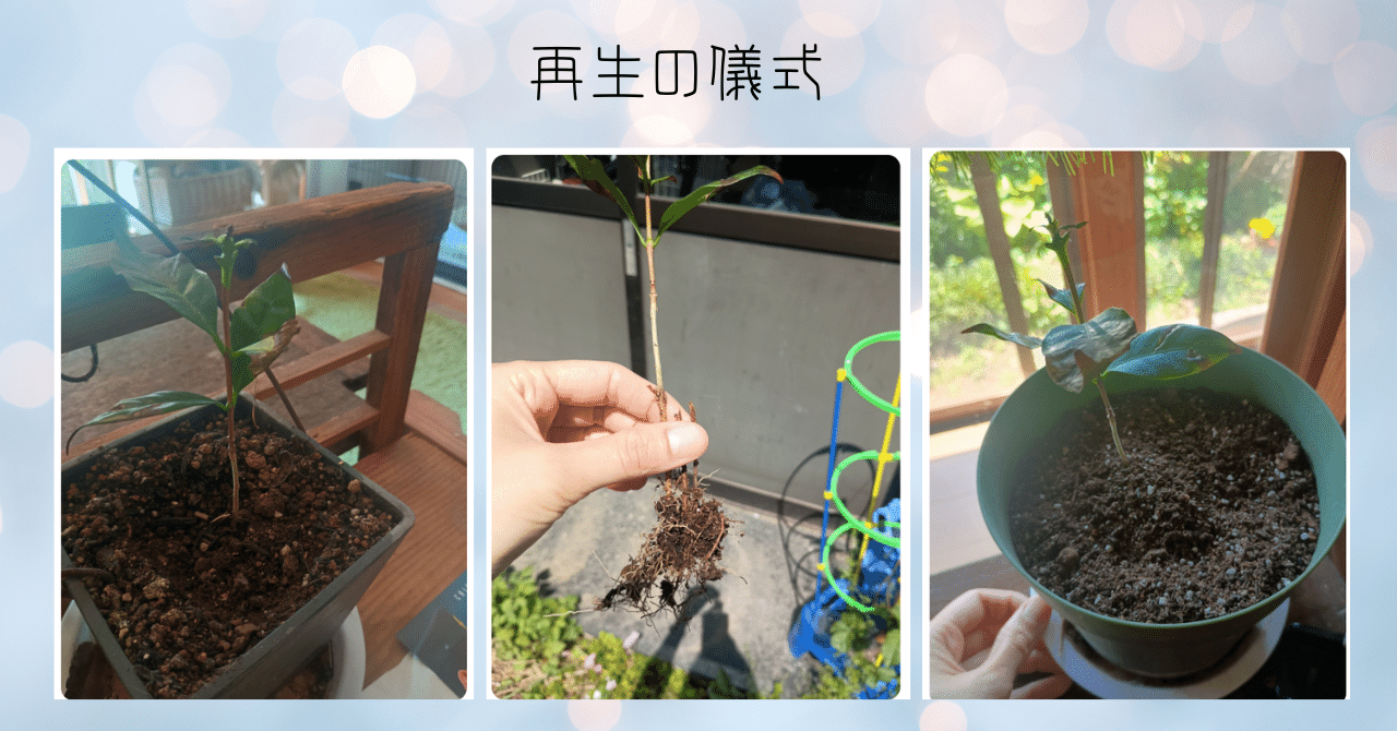 コーヒーの木を植え替え