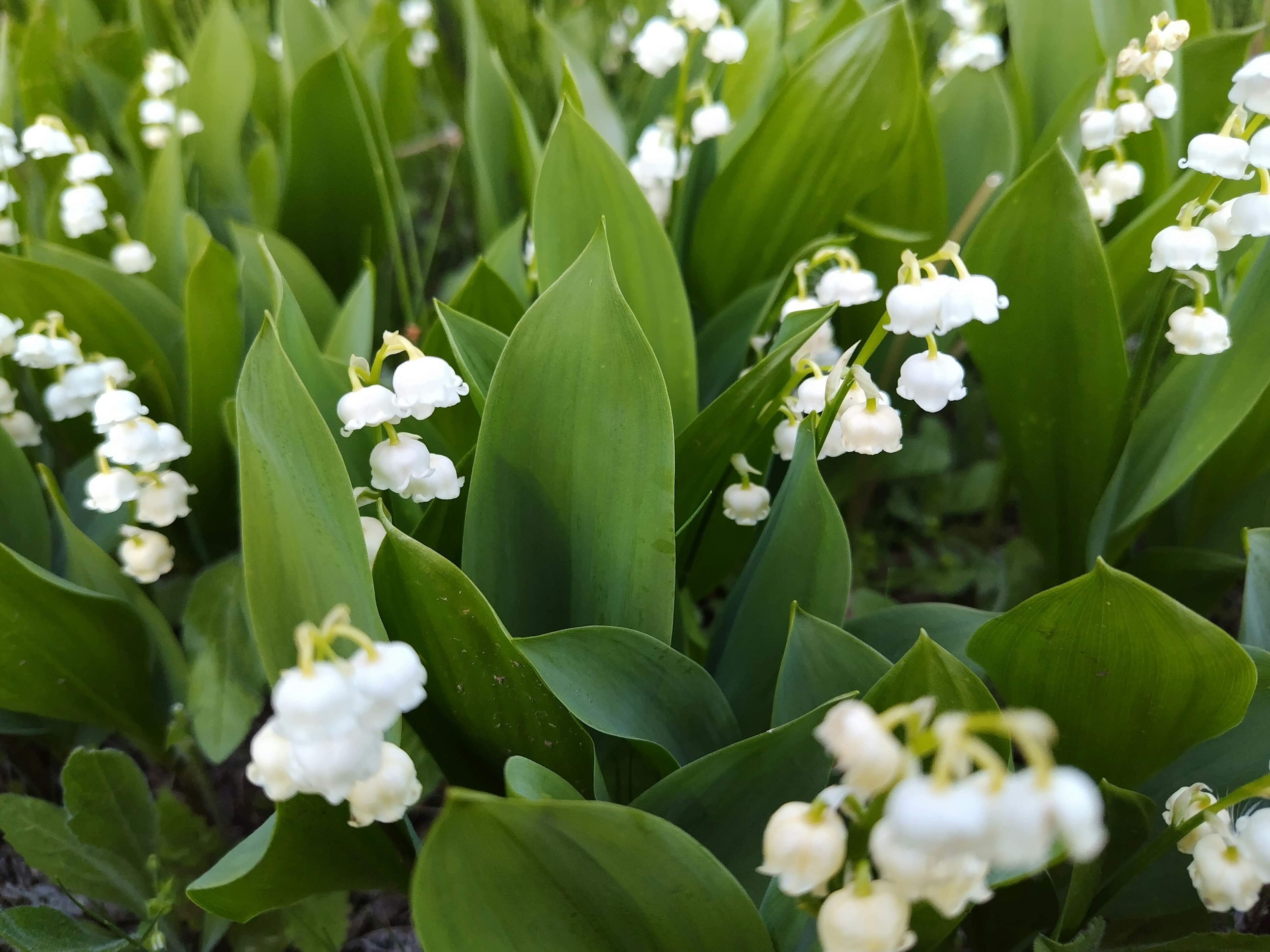 今日の花#11 すずらん｜ジャスミンティータイム