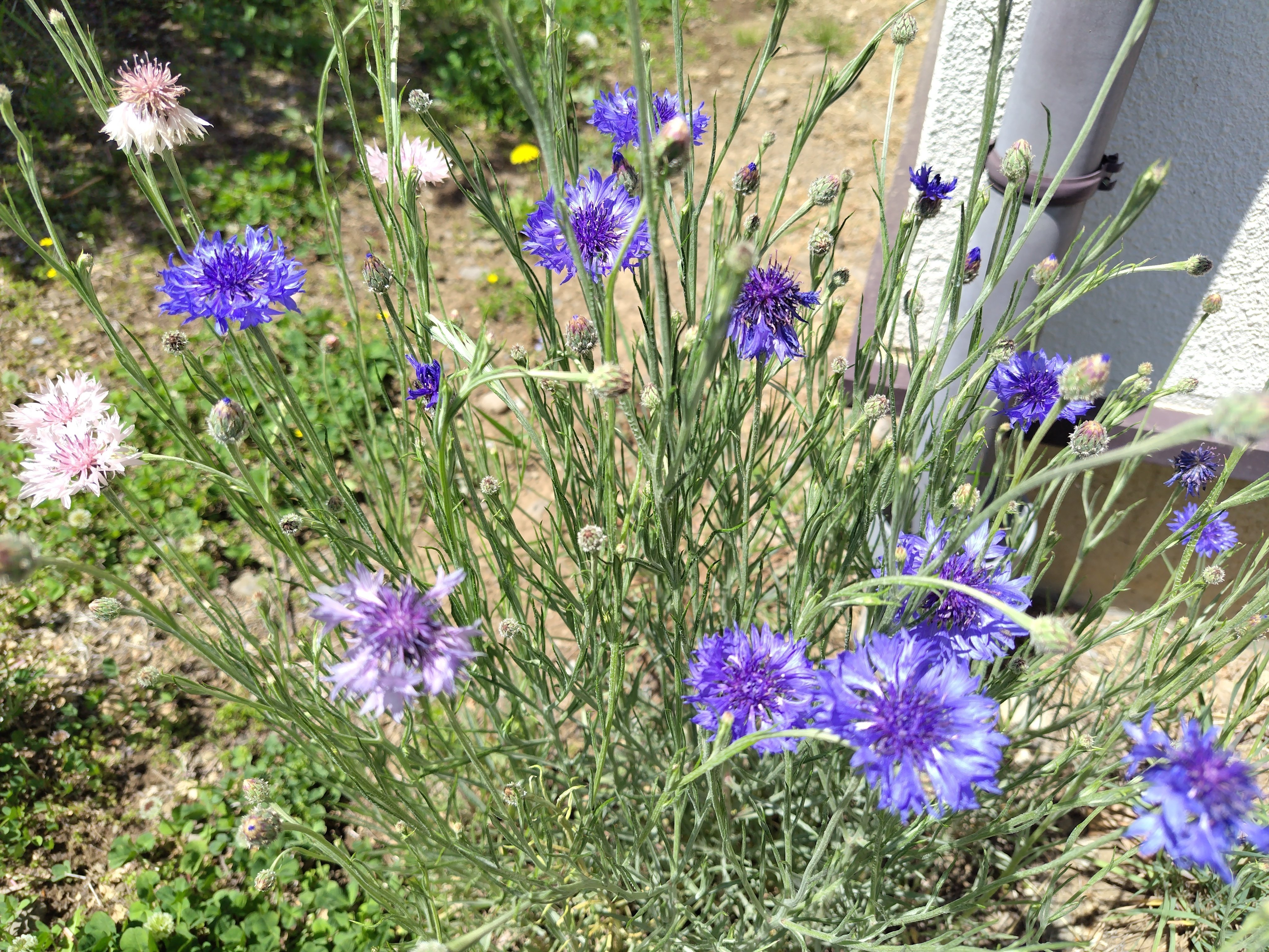 感謝SALEアンティーク紫陽花のブルーオレンジリース　矢車菊　ブルーファンタジア 2e80418c0bf67fd7a88d321a3b6aed