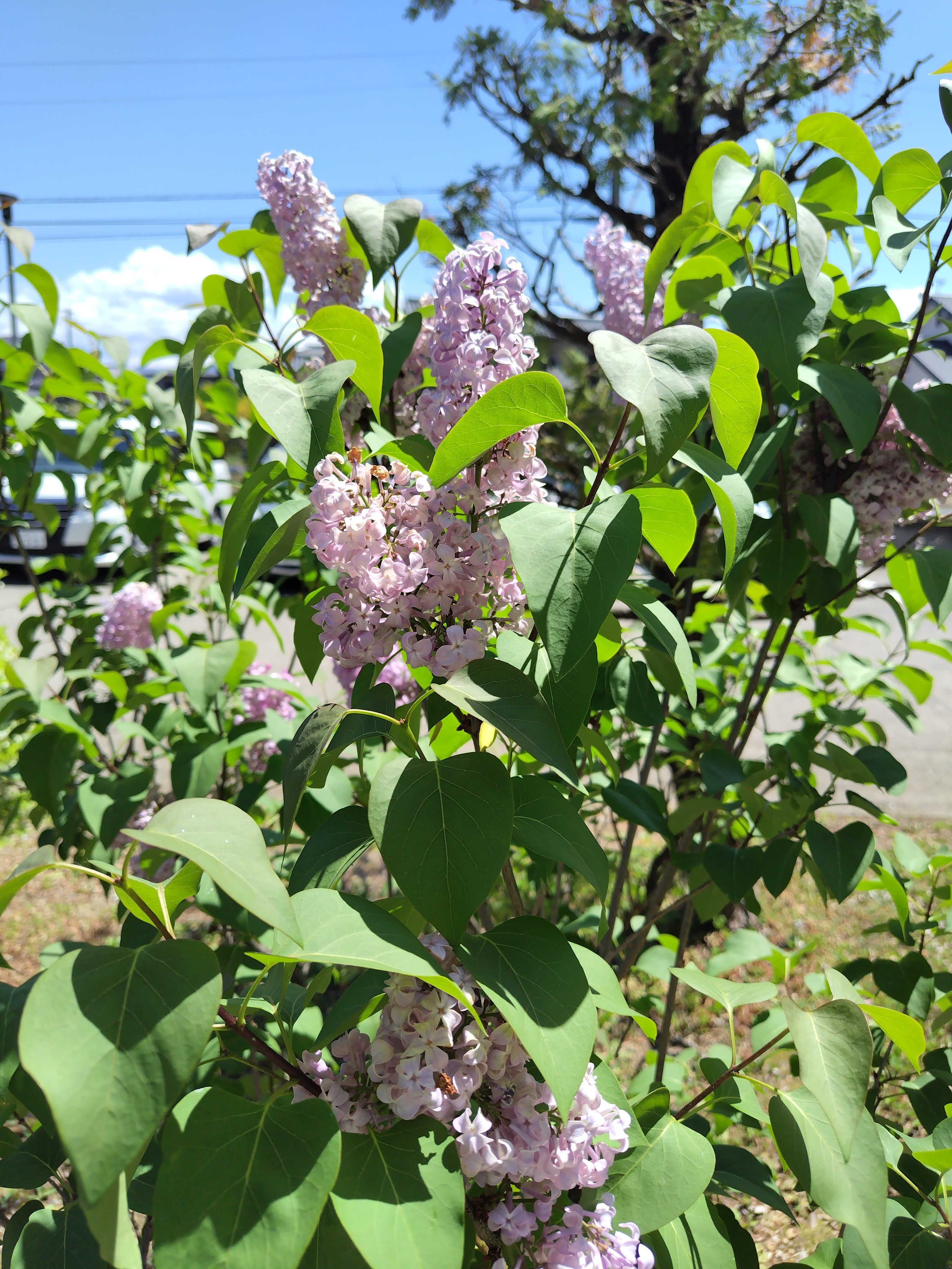 今日の花#13 ライラック｜ジャスミンティータイム