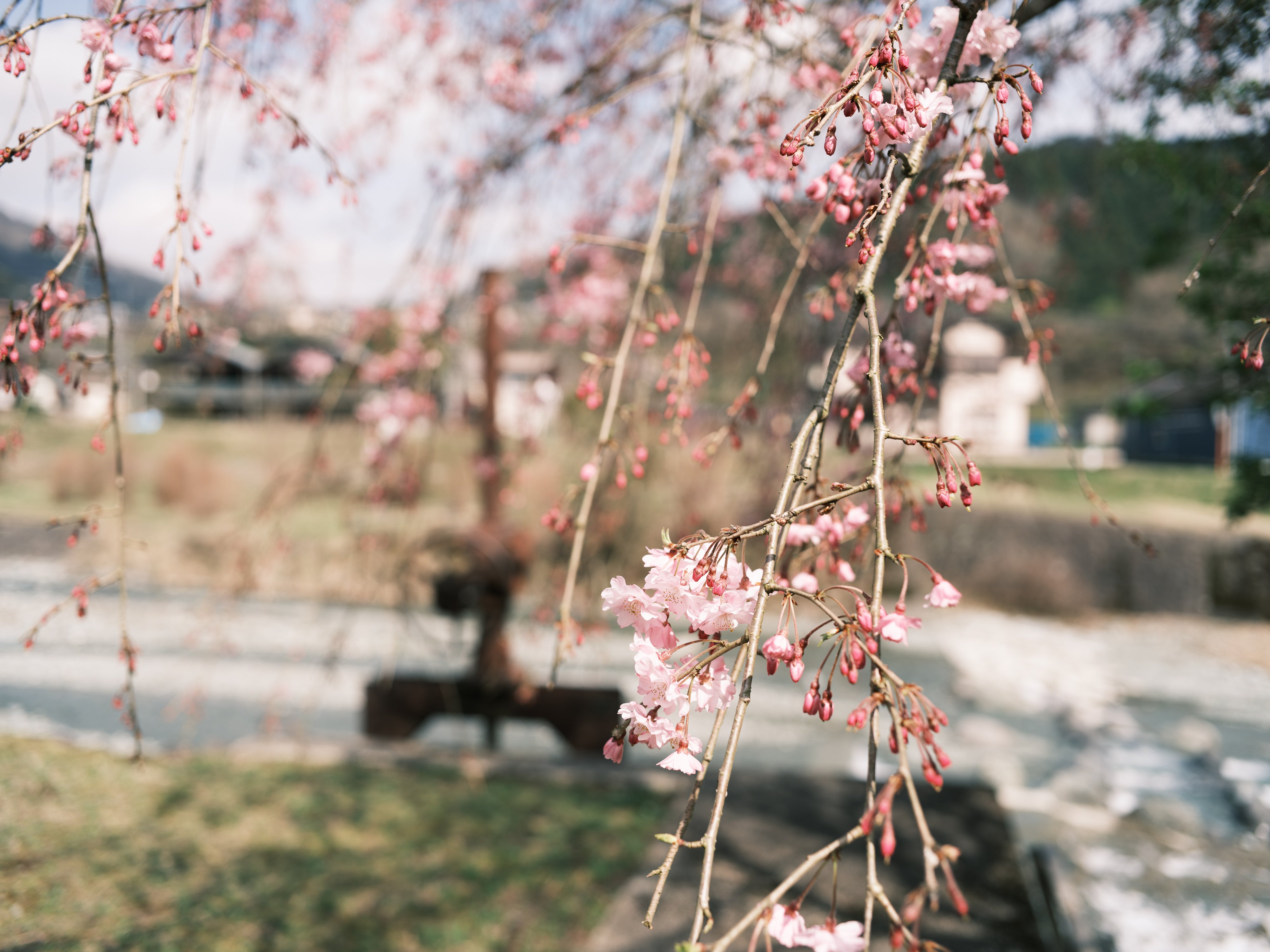 GFX散歩】神奈川県の秘境『寄(やどりき)集落』にある五大しだれ